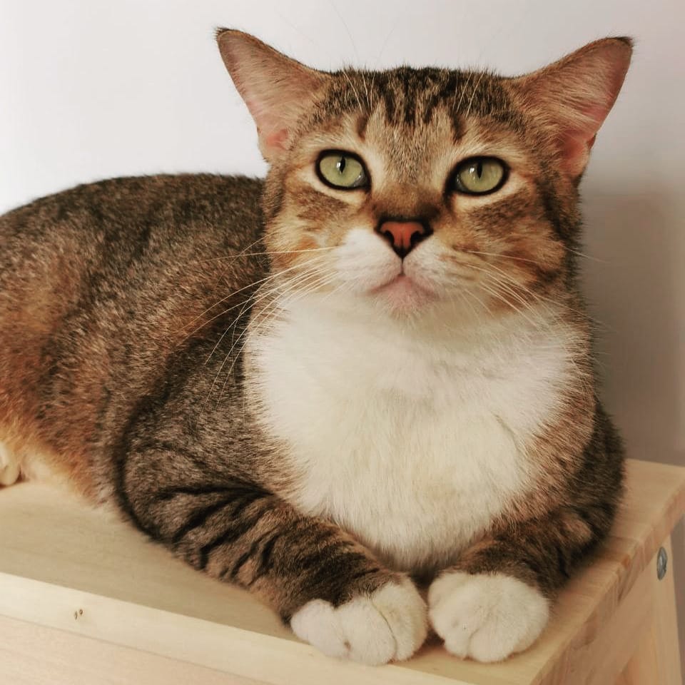 Roux