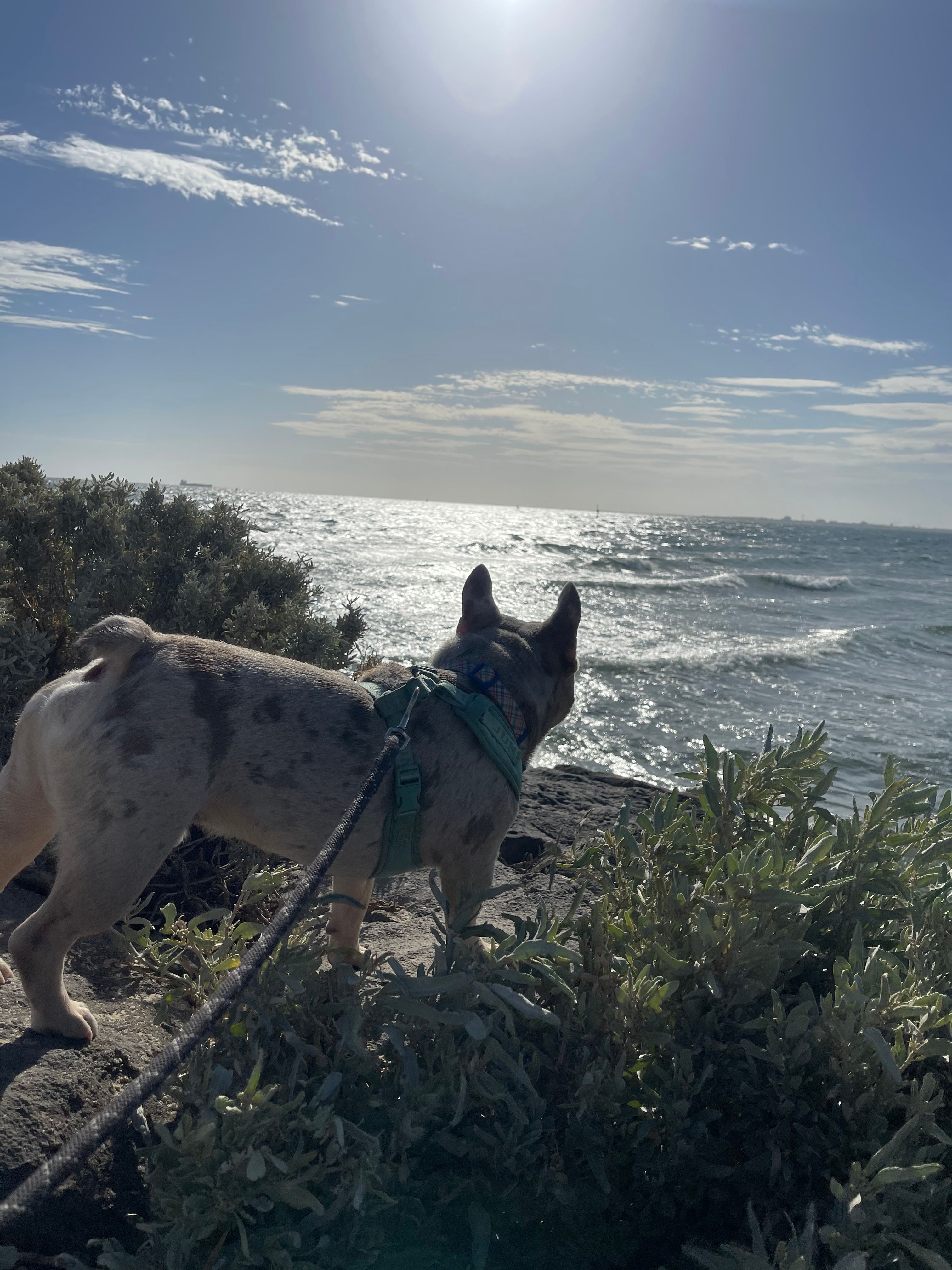 image-7