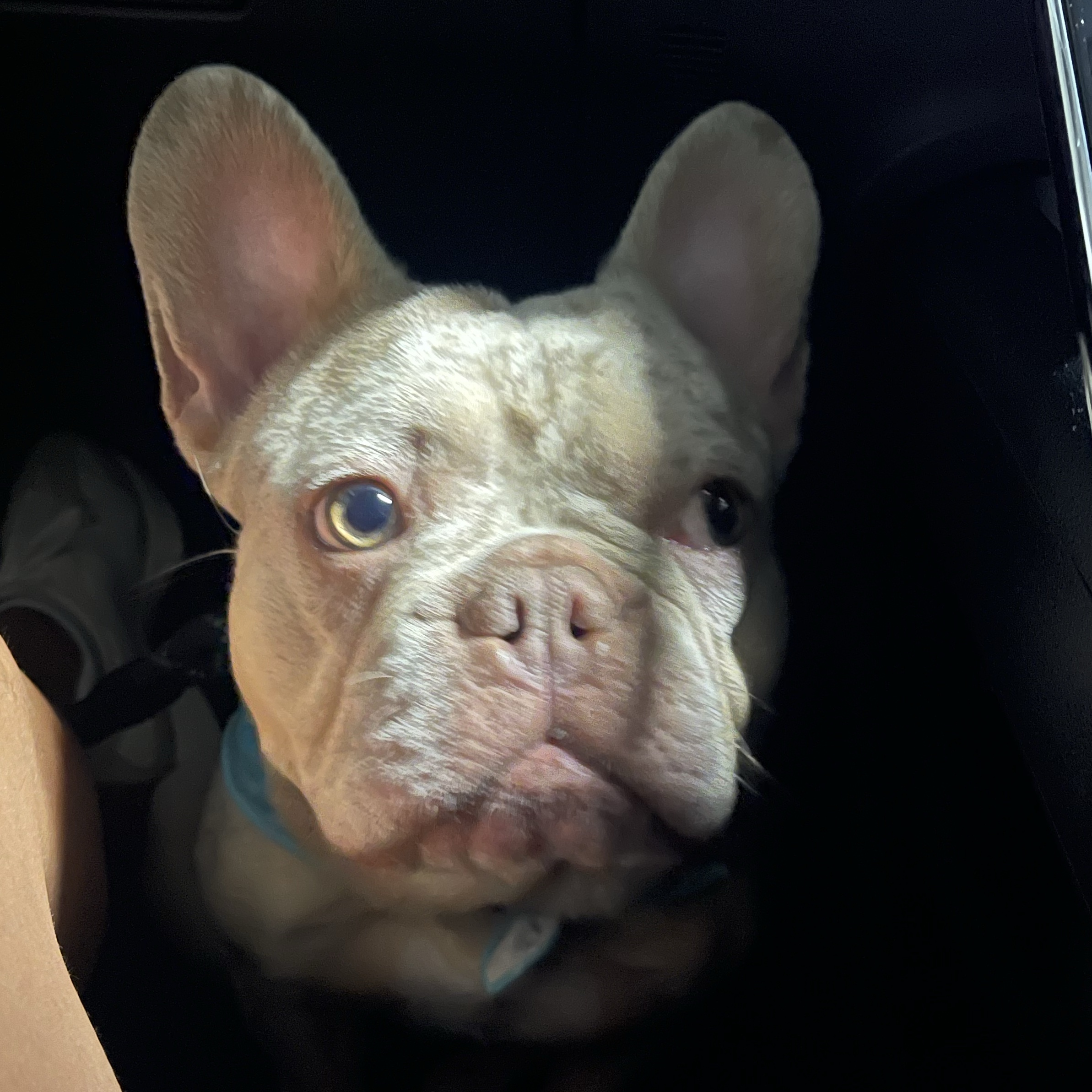 Bruno