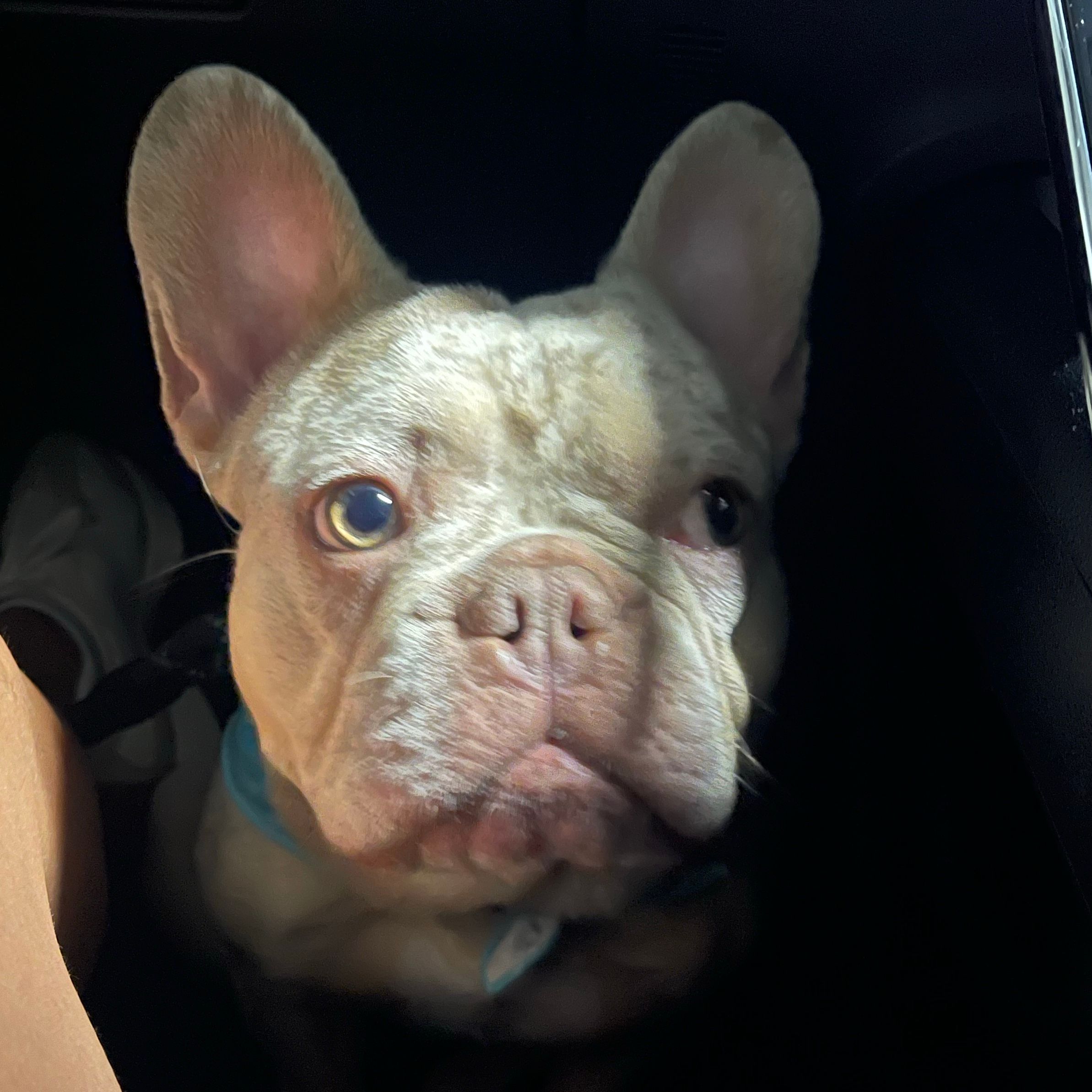 Bruno