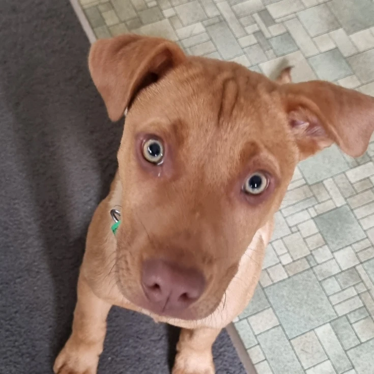 Bruce