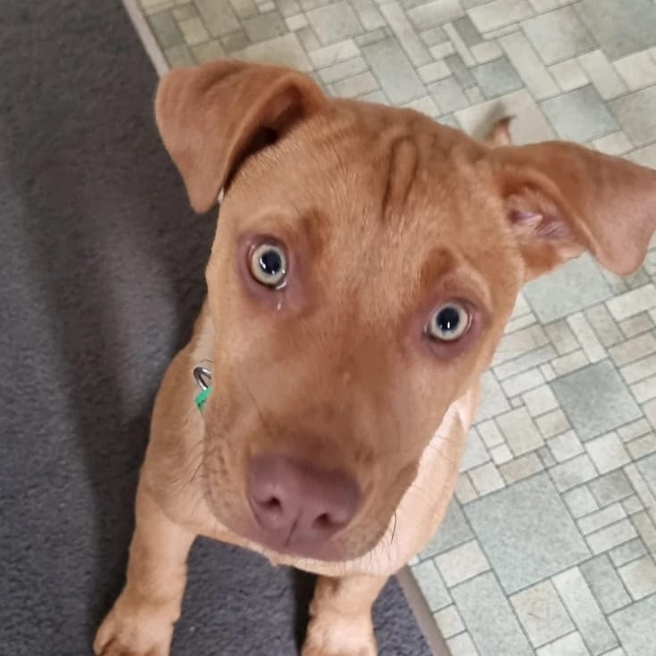 Bruce