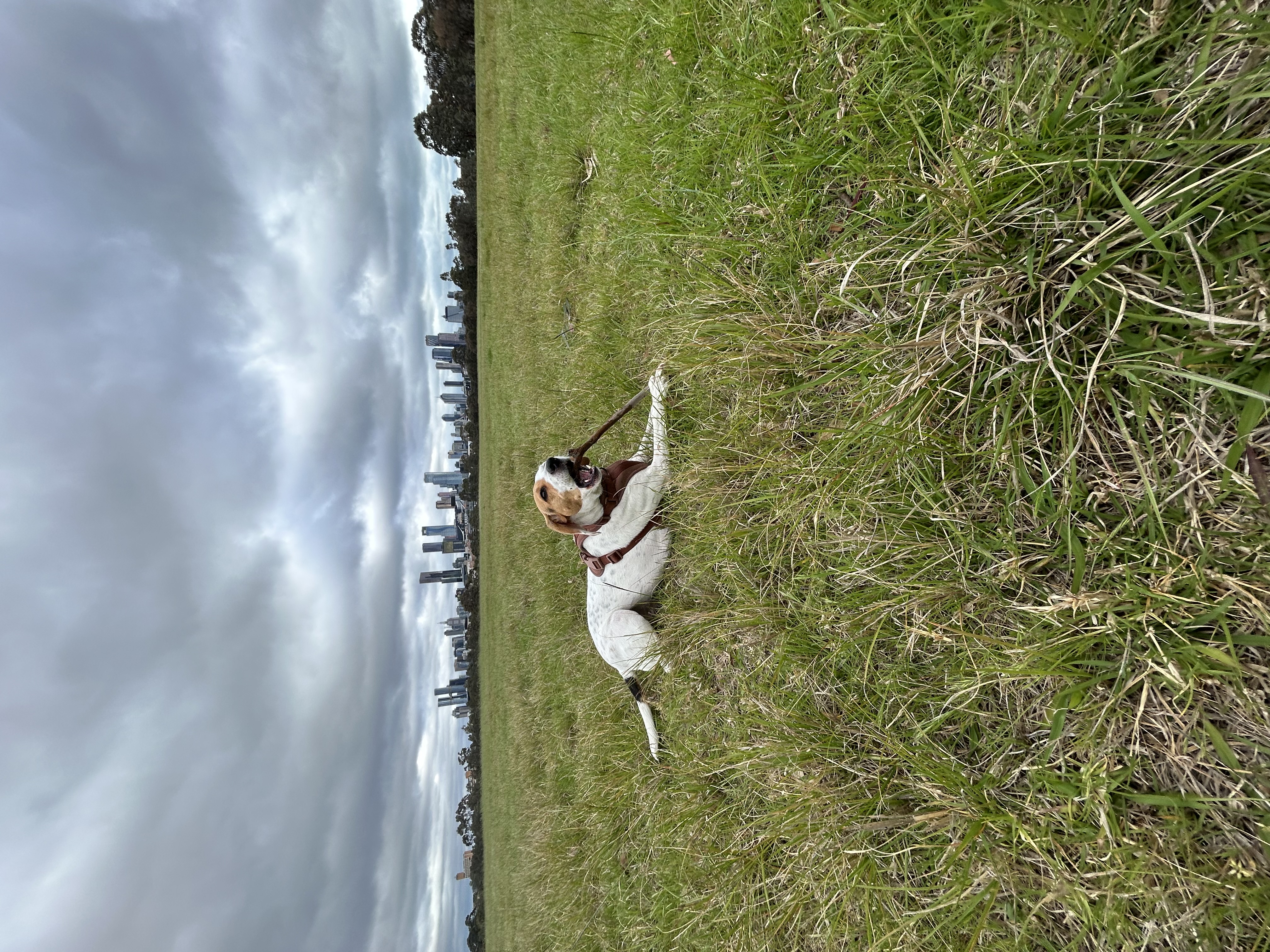 image-8