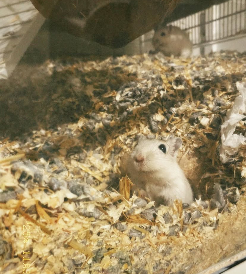 image-7