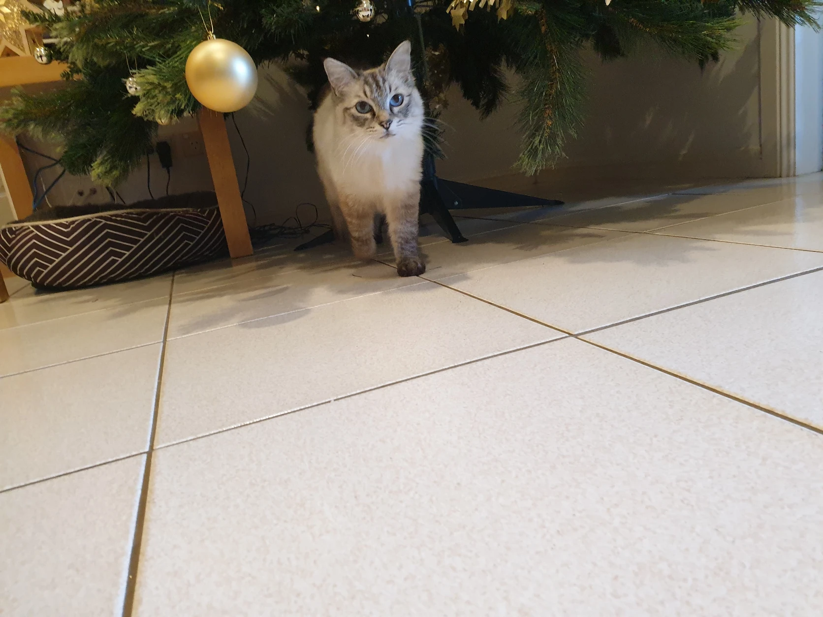 image-7