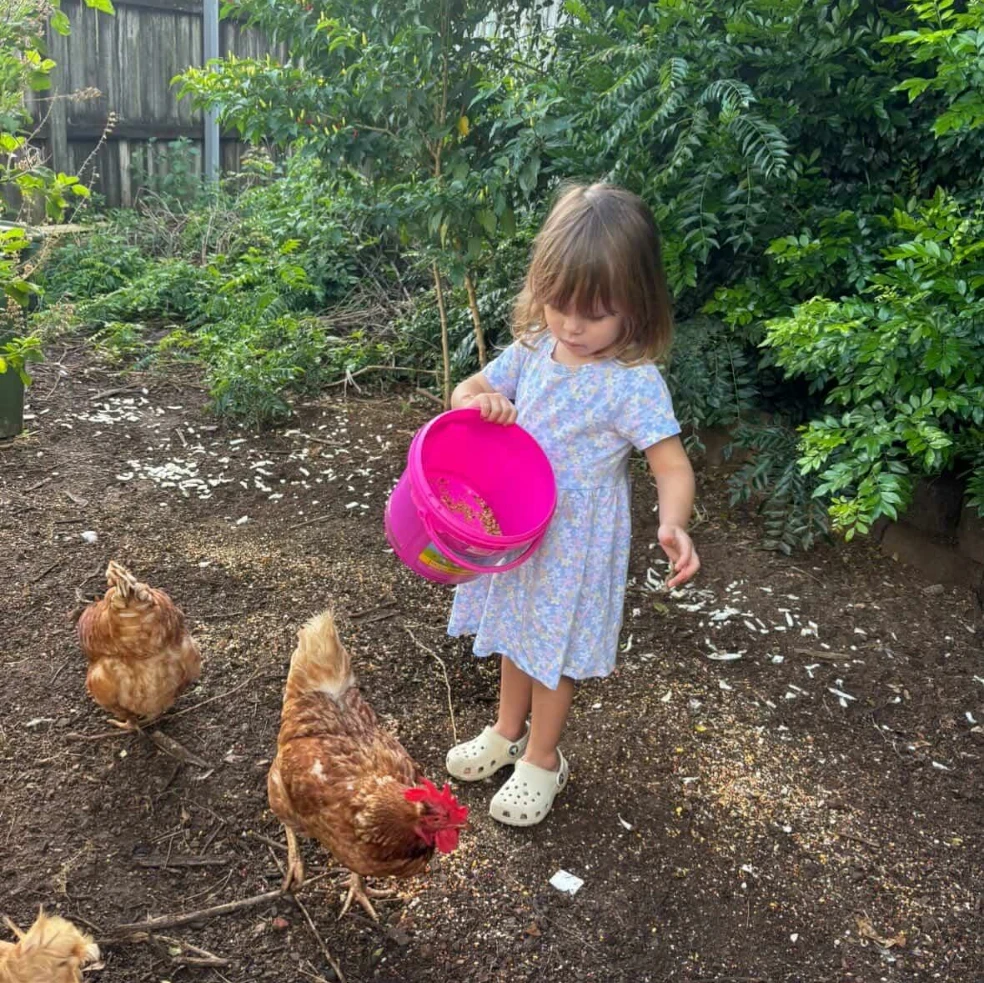 Chooks