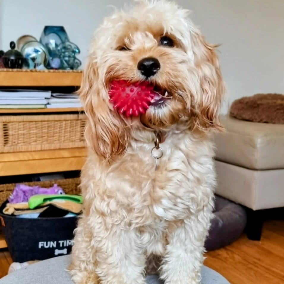 Penny