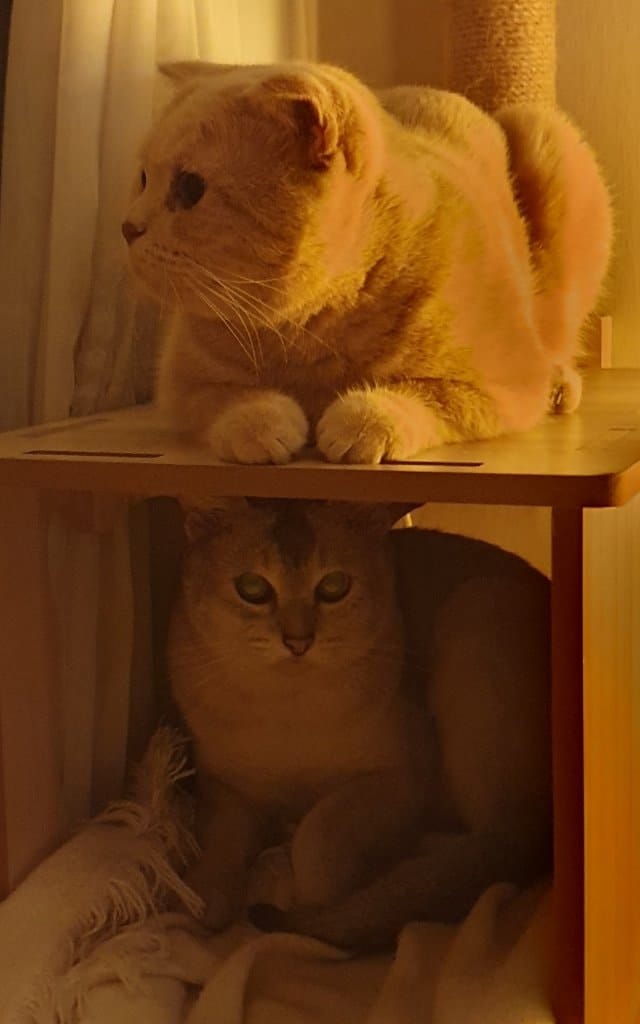 image-4