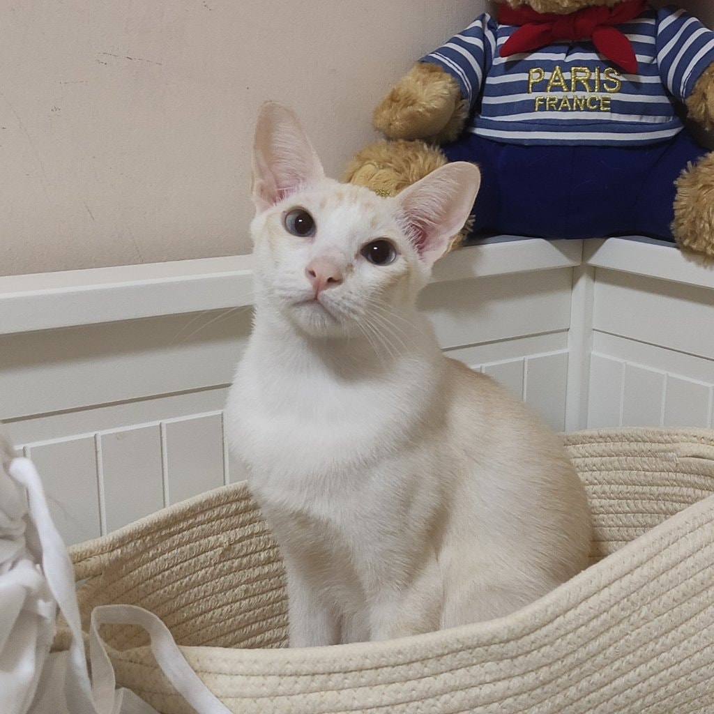 Sir Hainan Caiya Ciaga