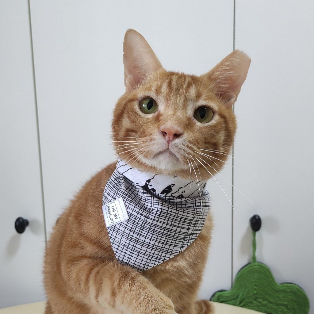 Sir Alfredo Butter Balen