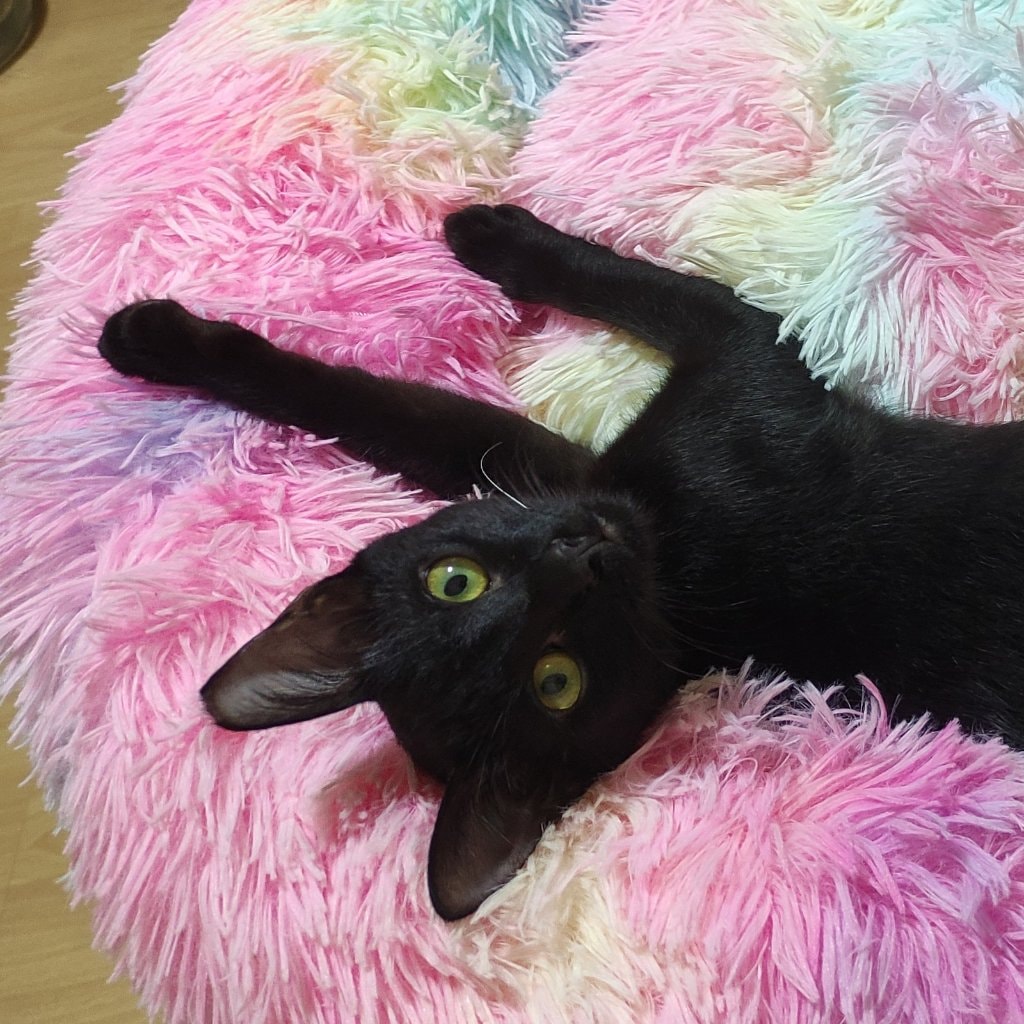 Sir Omnyo Dostie Dior 