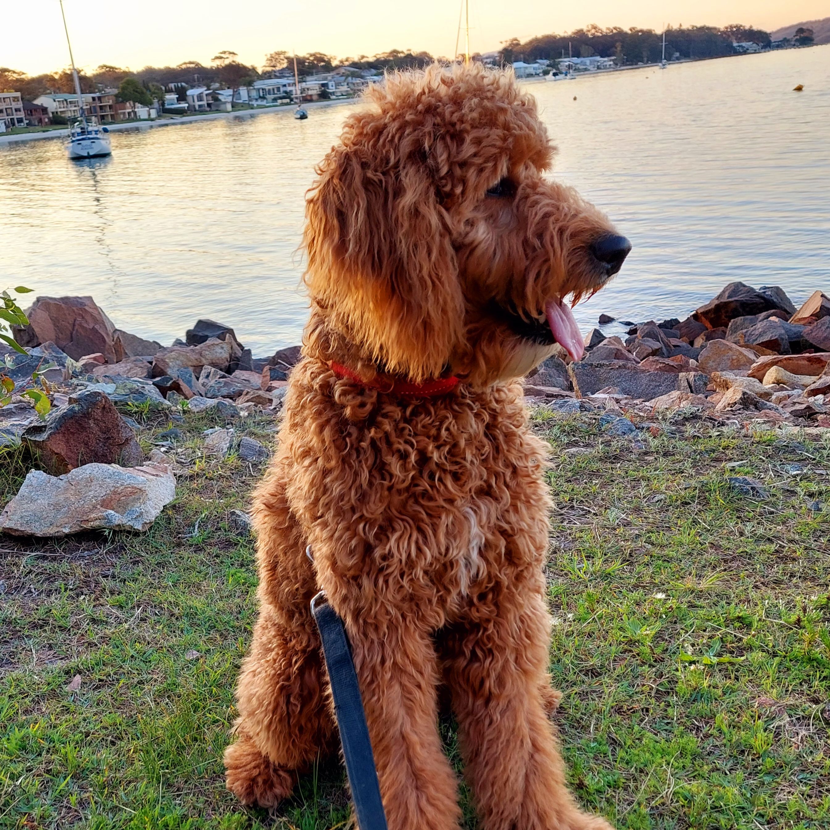 Buddy 