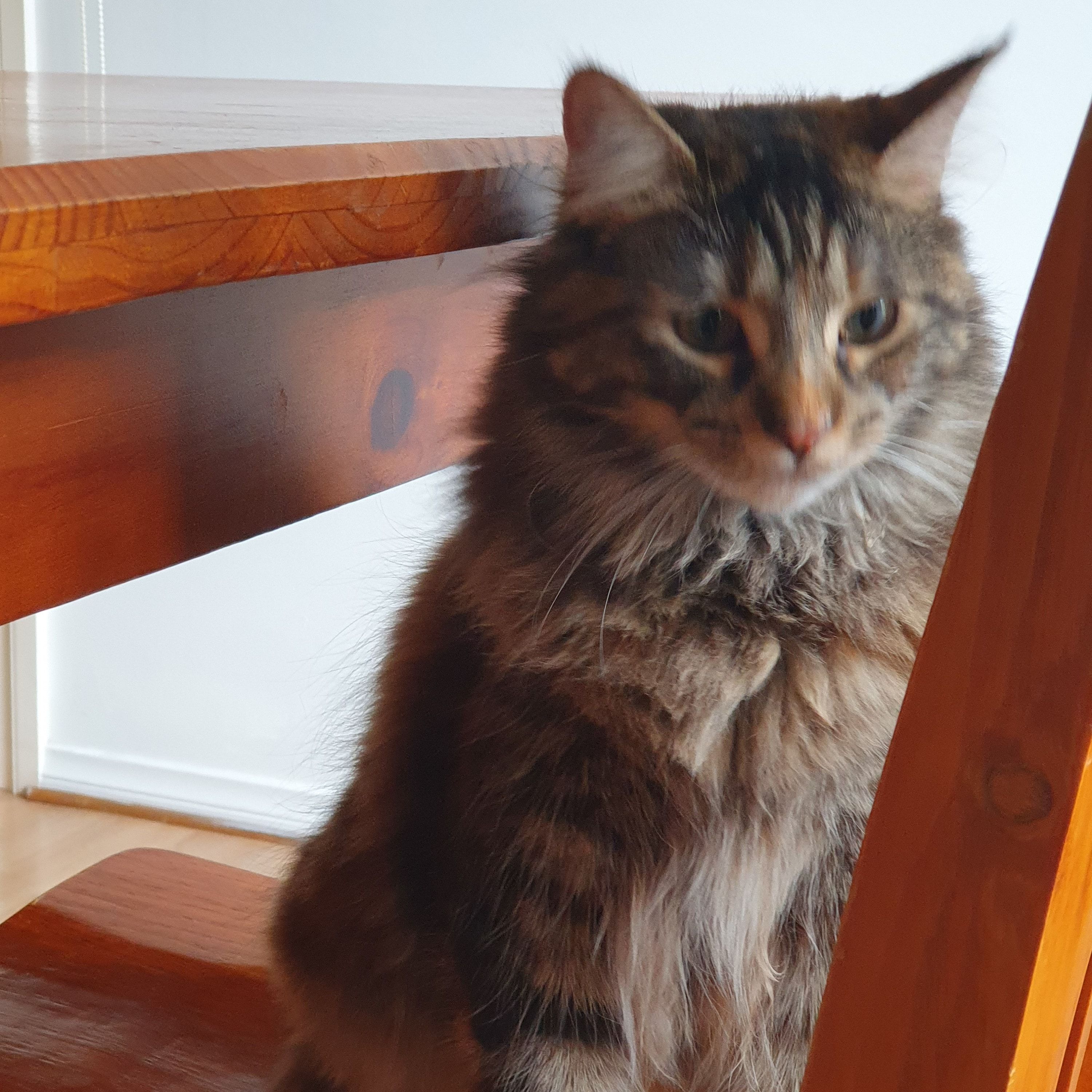 Freyja