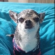 Lexi