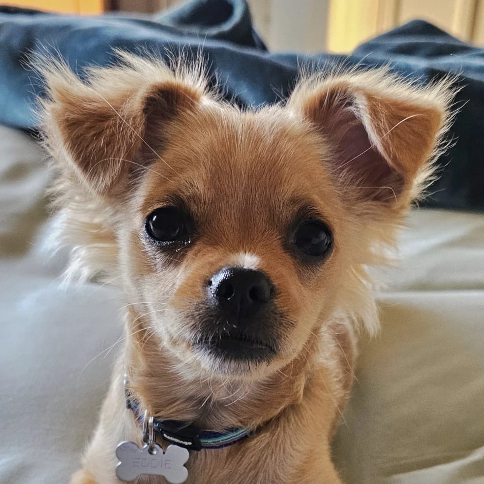 Eddie