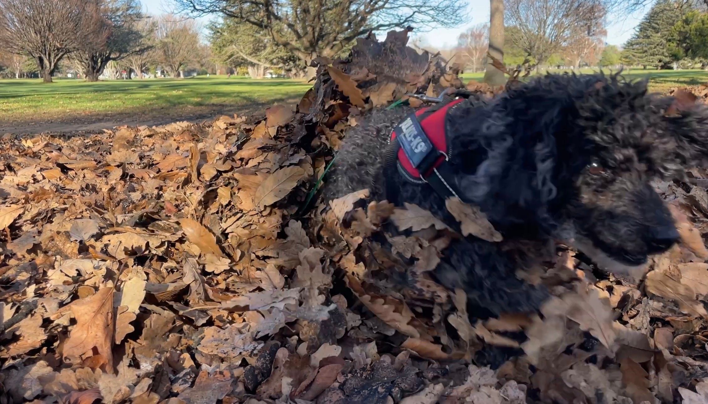 image-5