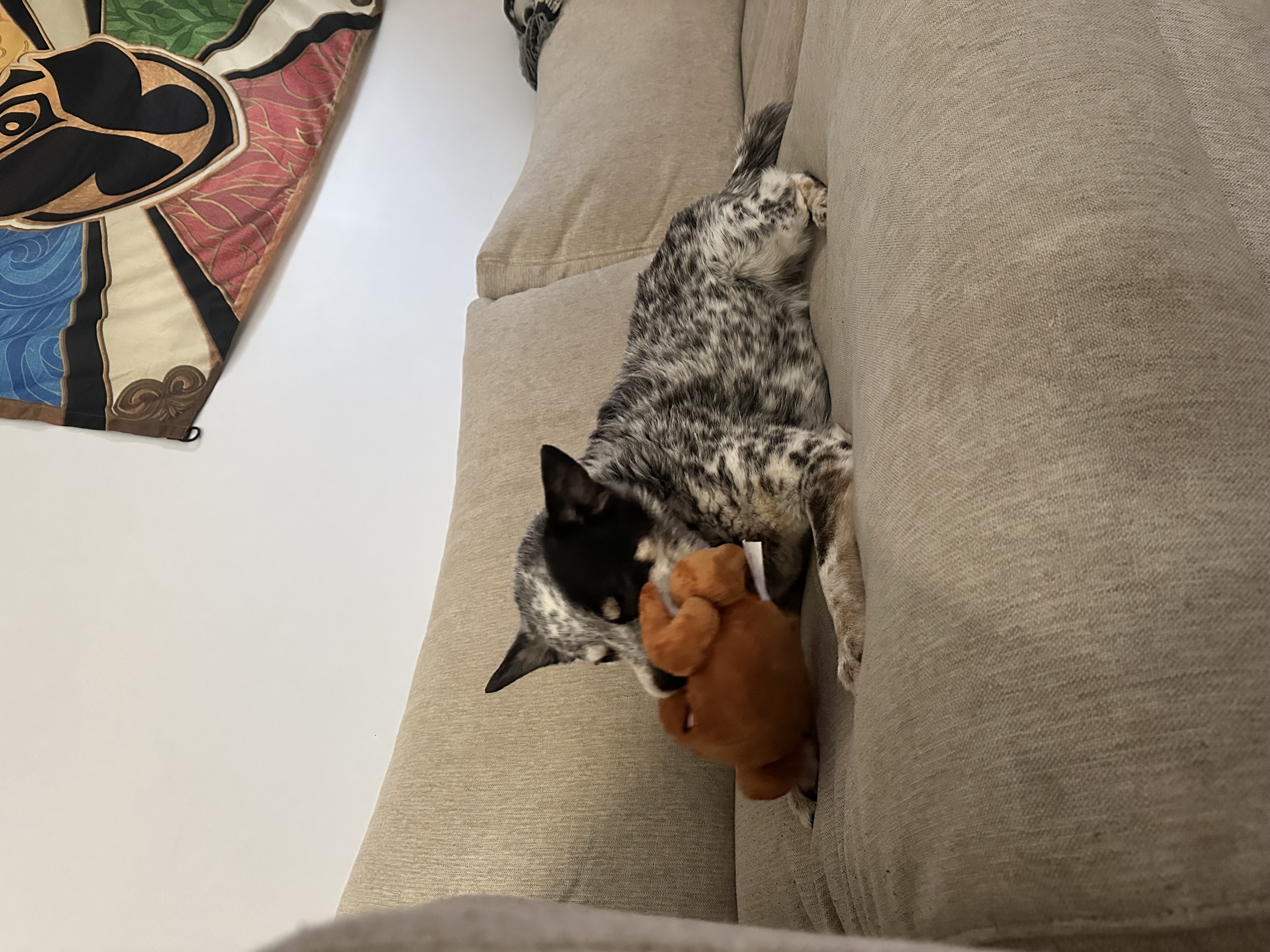 image-7