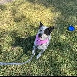 Spot