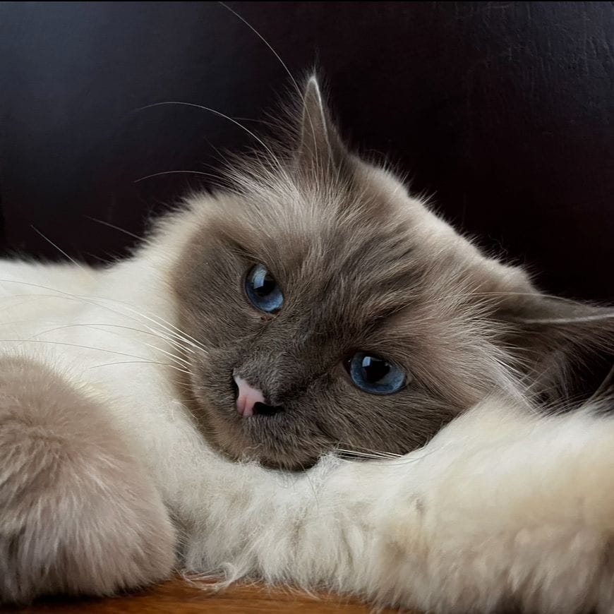 Bluey