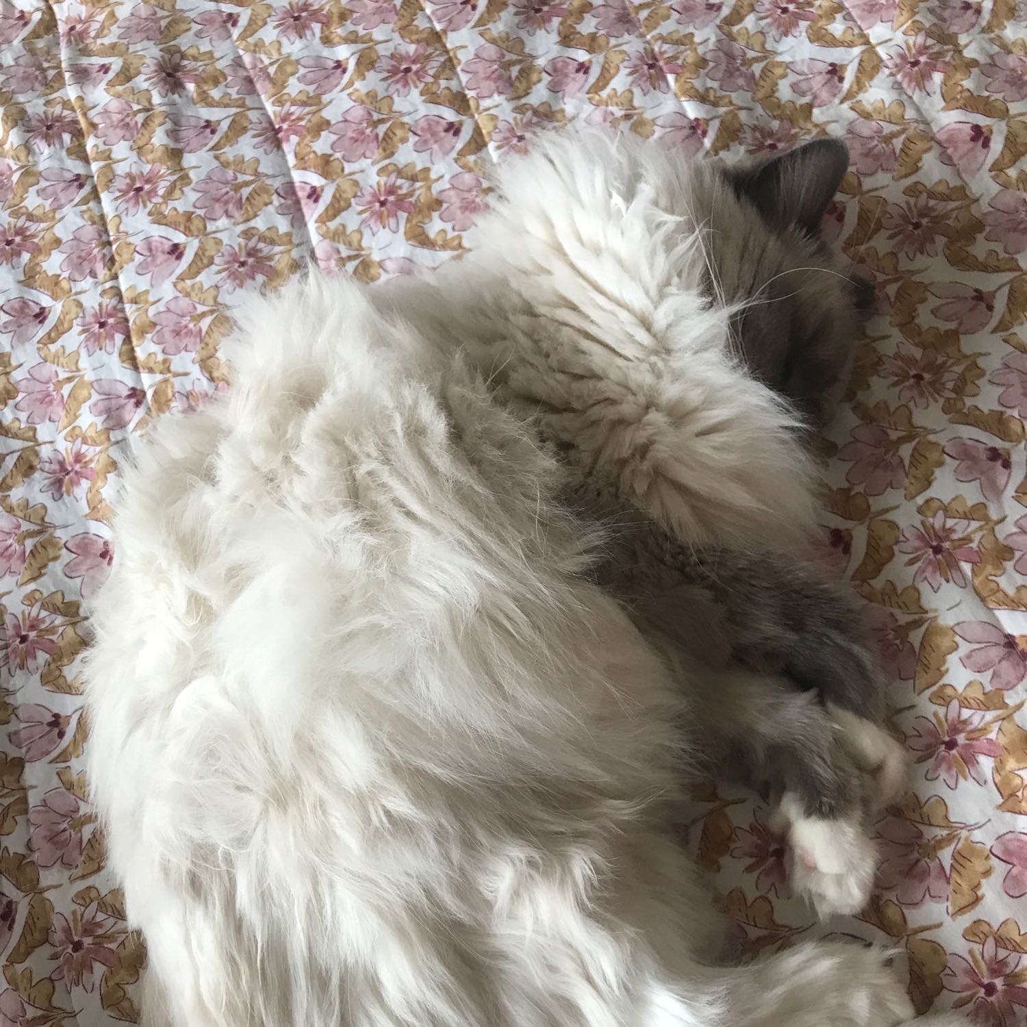Mia
