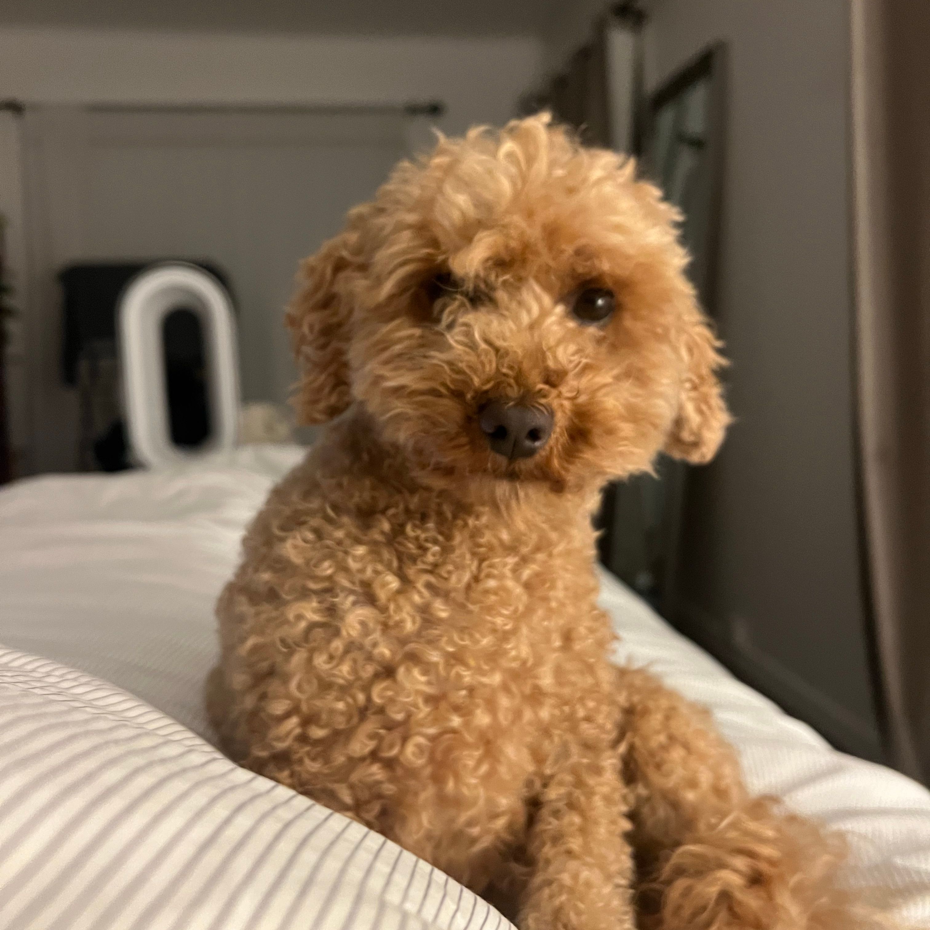 Juno