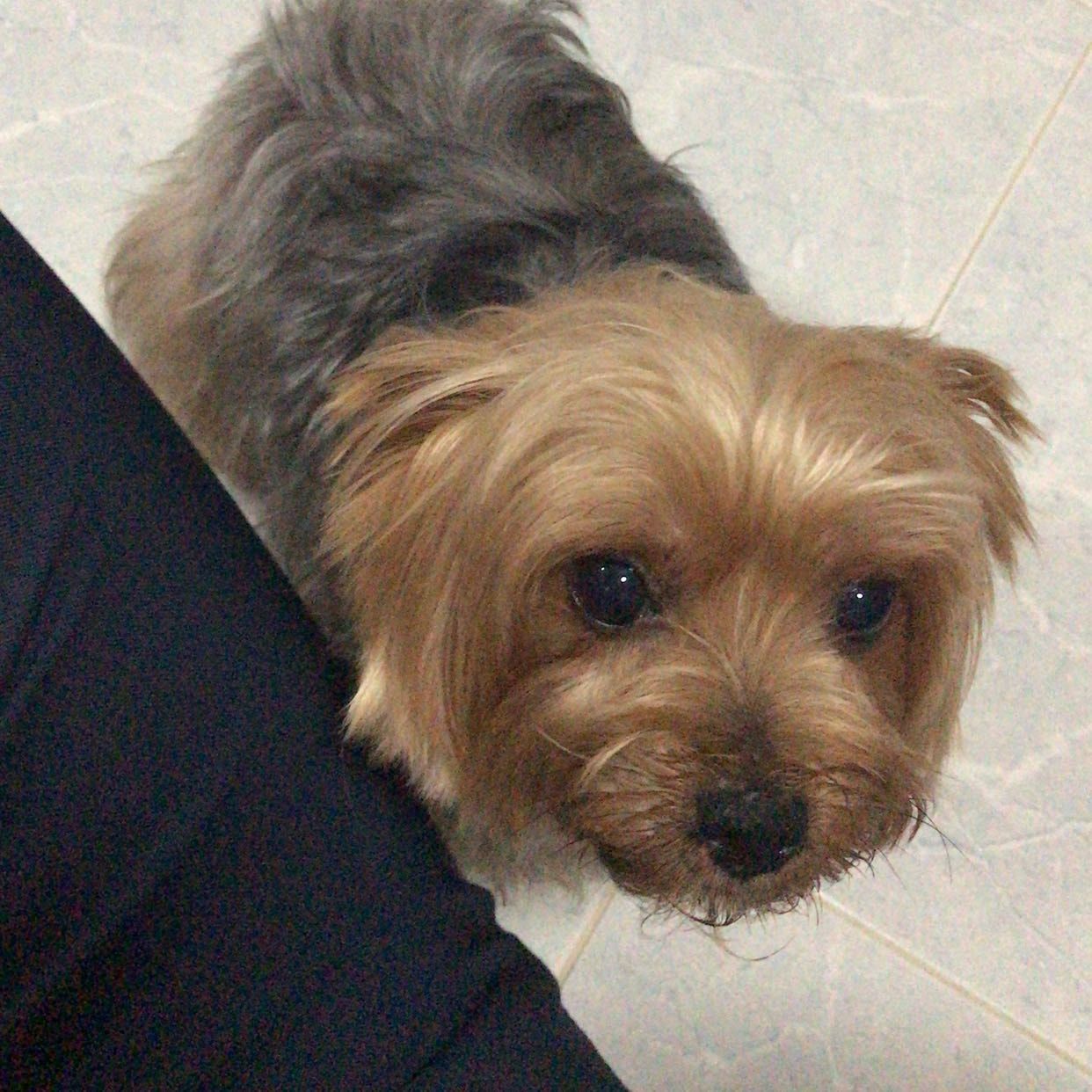 Xiao Bi