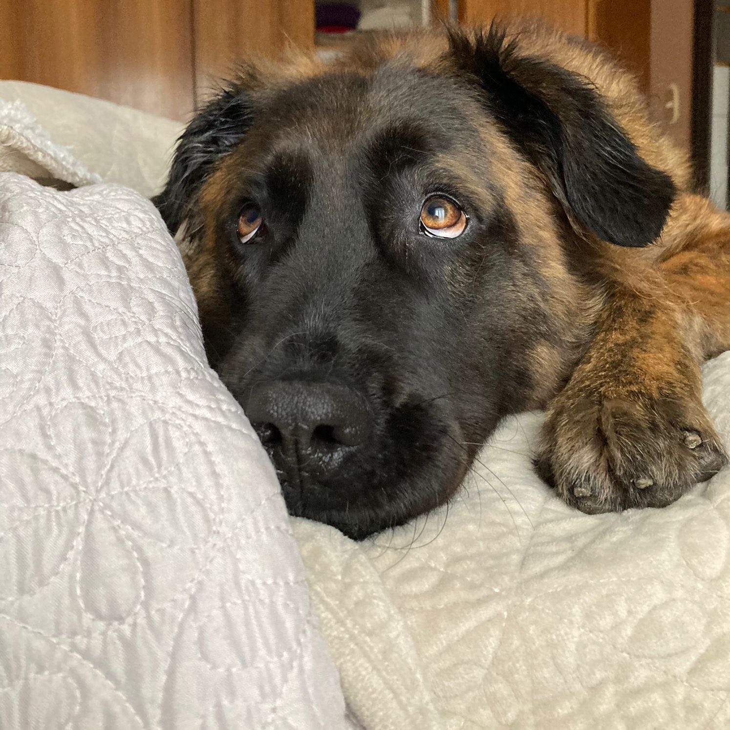 Maya