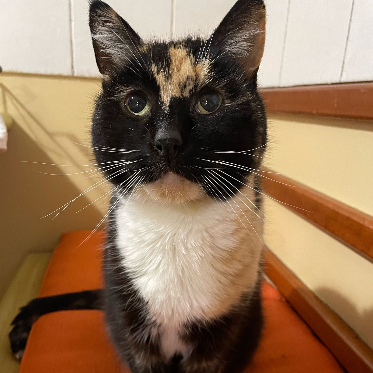 Mia