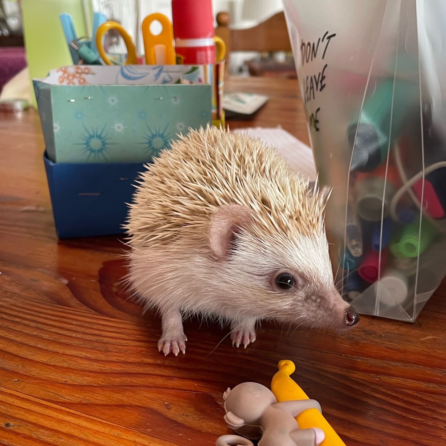 Gus gus (Hedgehog)