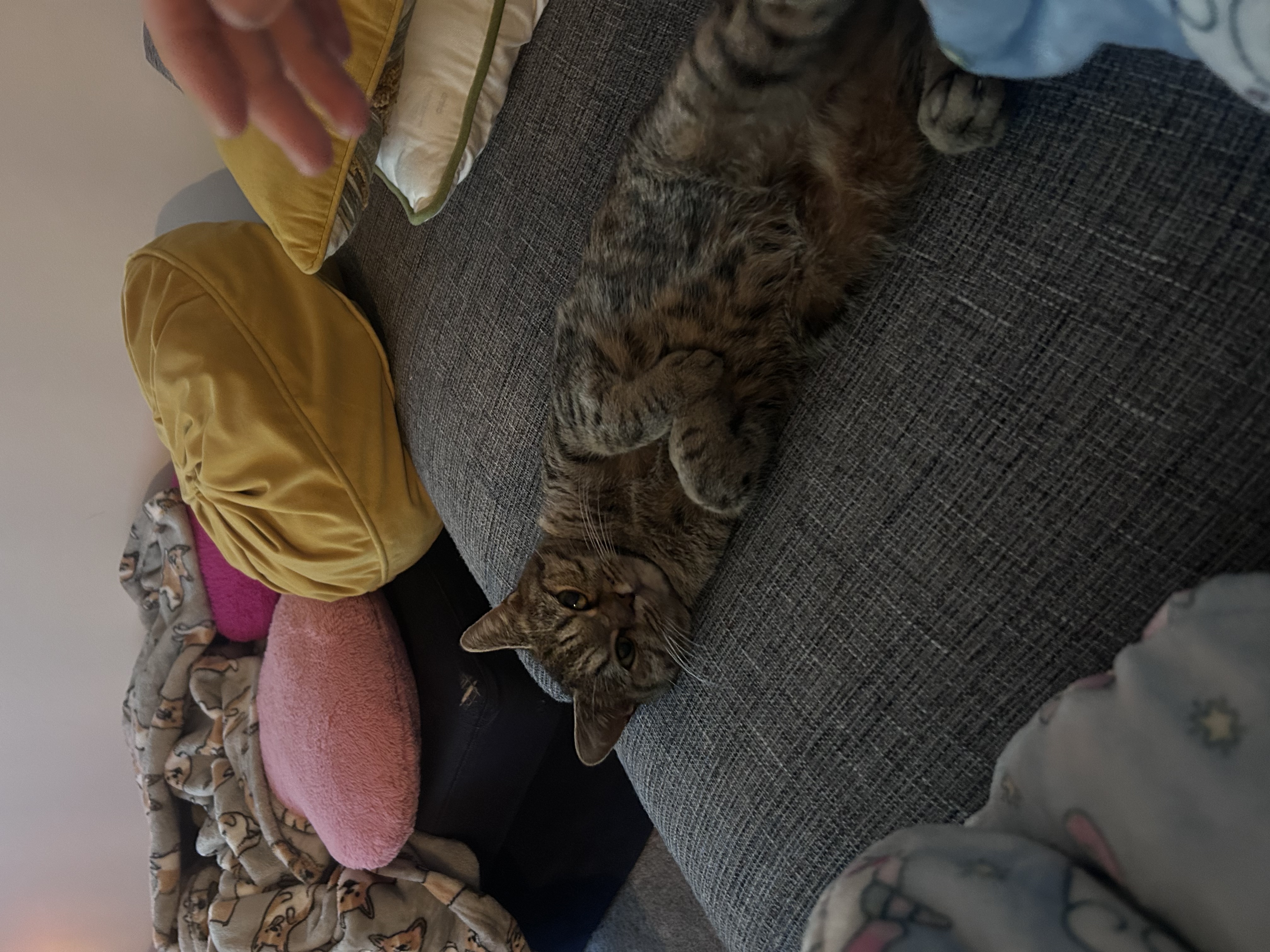 image-4