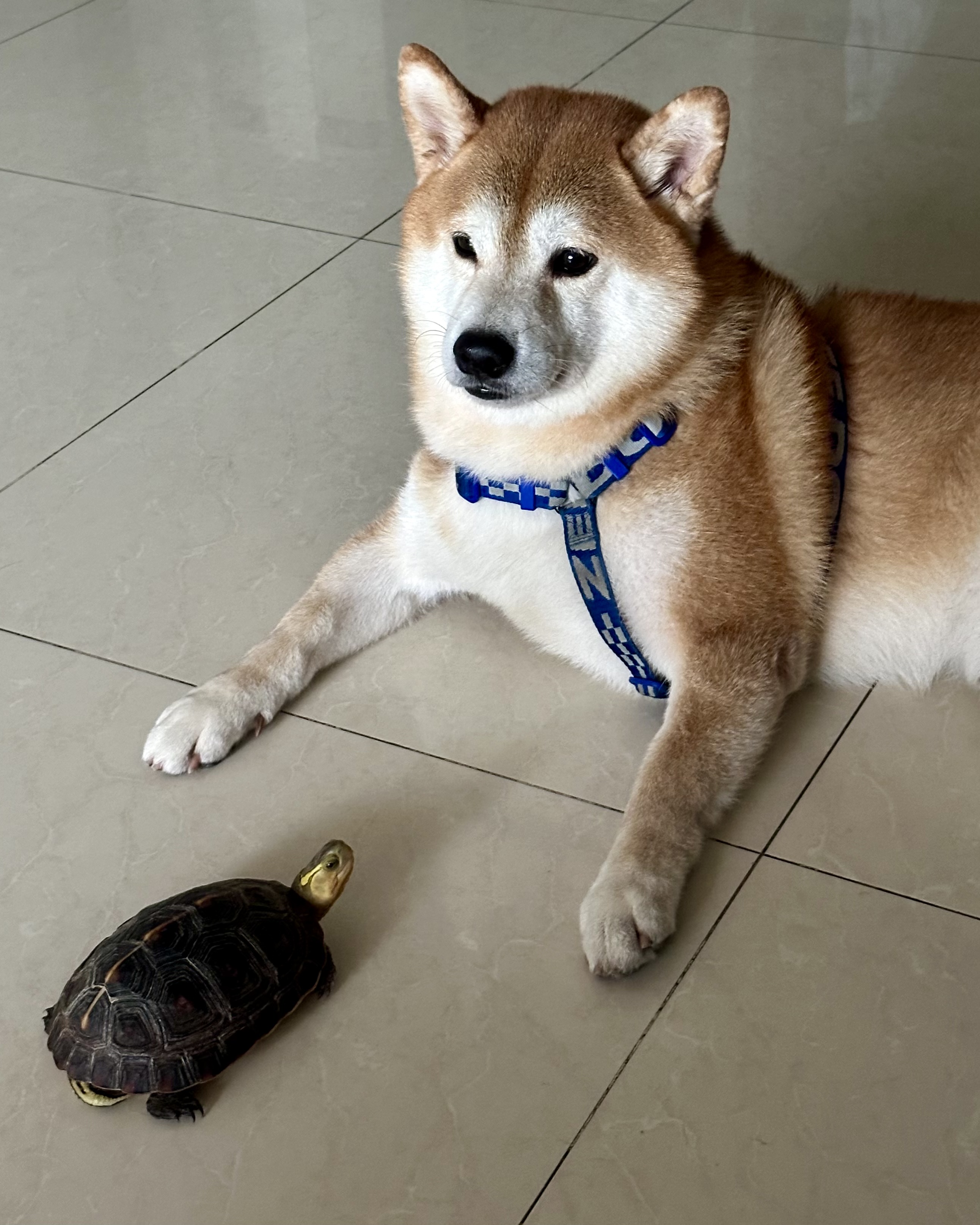 image-4