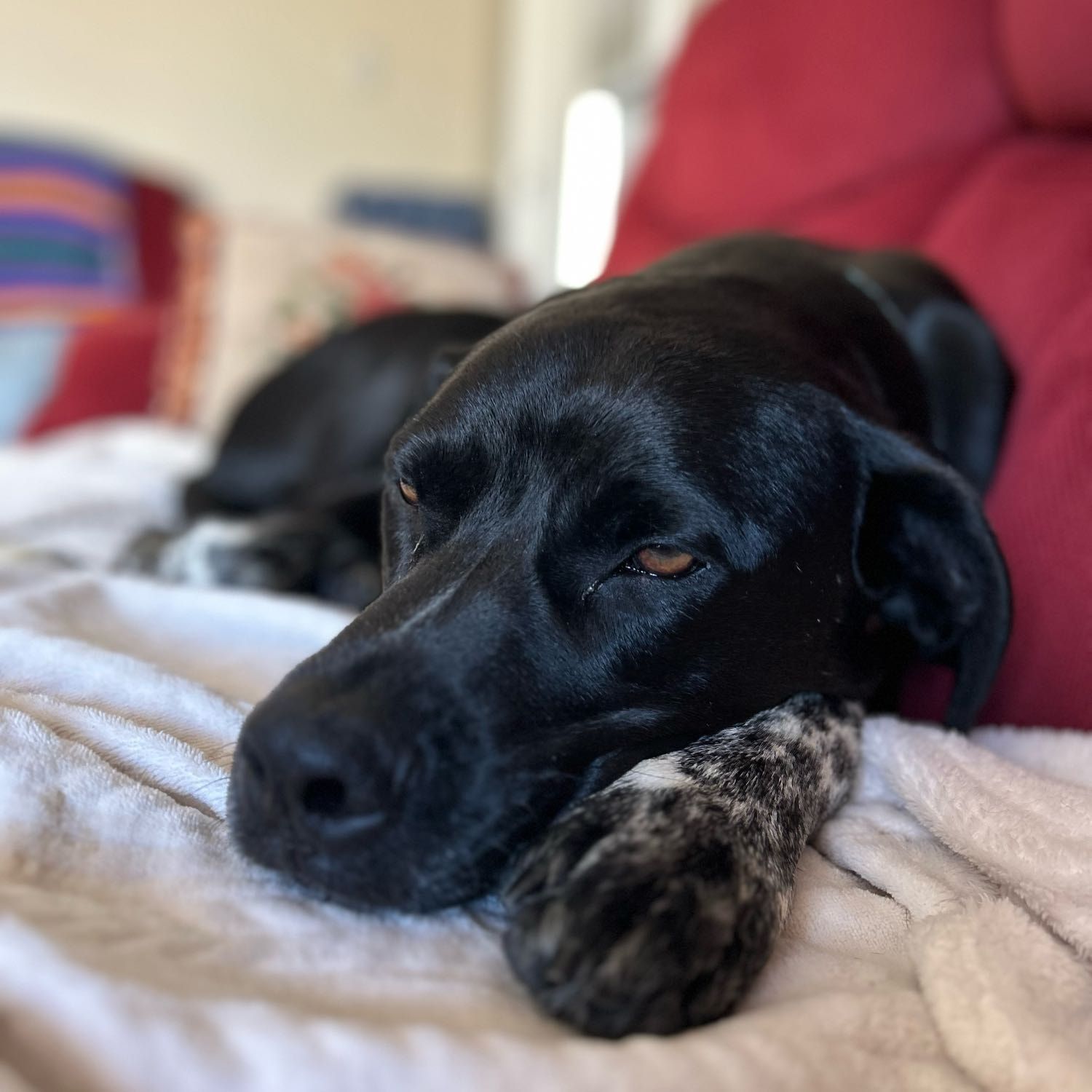 Duke