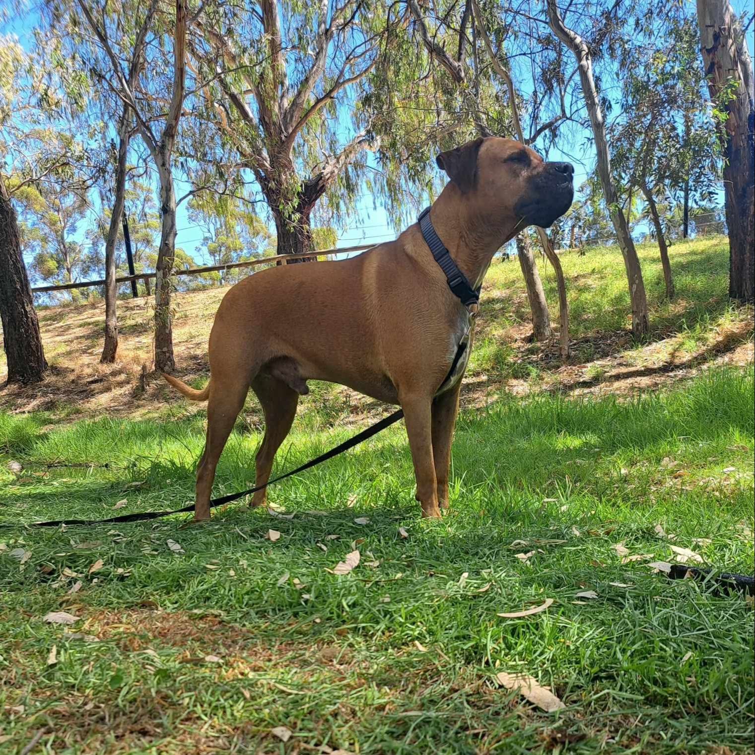 Ali
