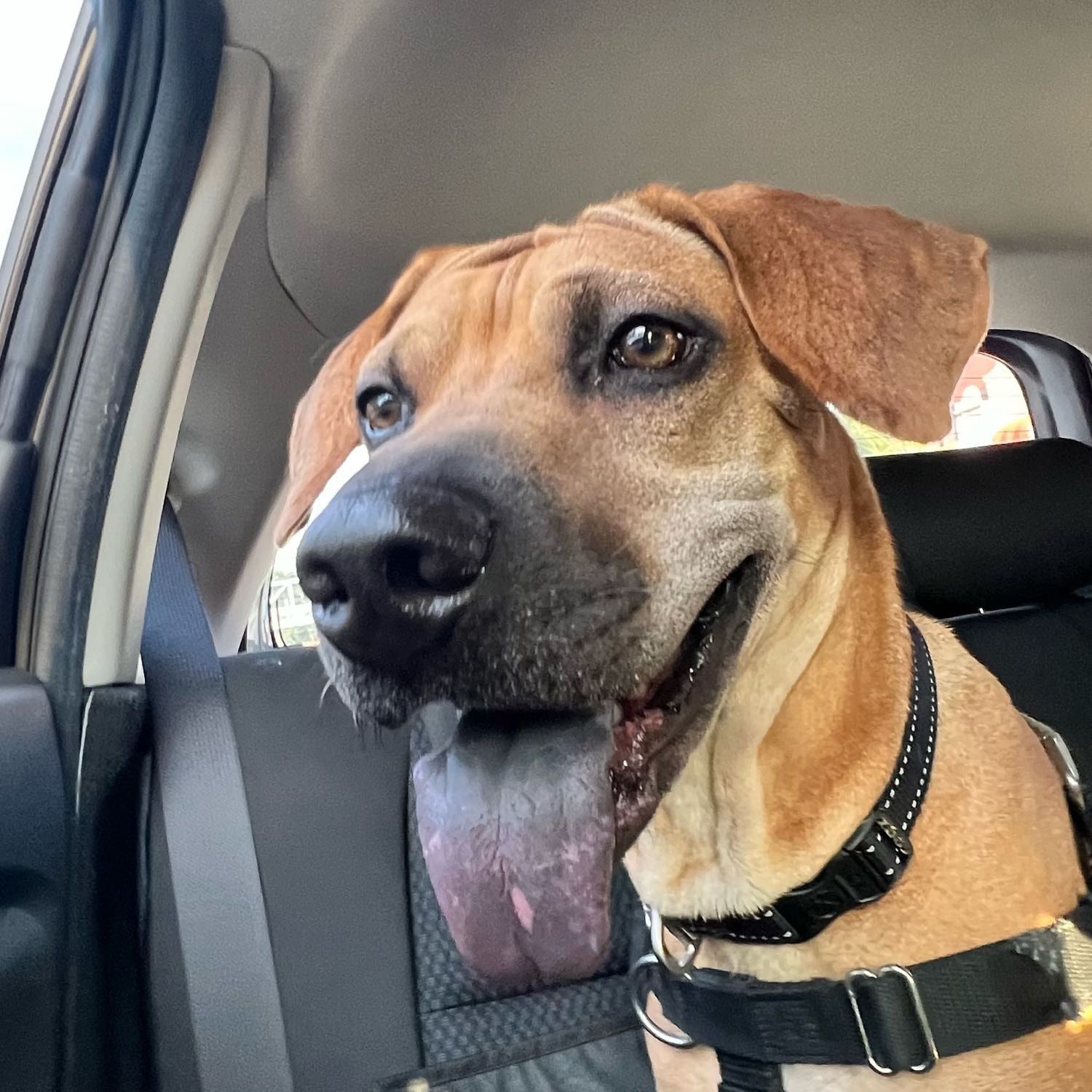 Scooby