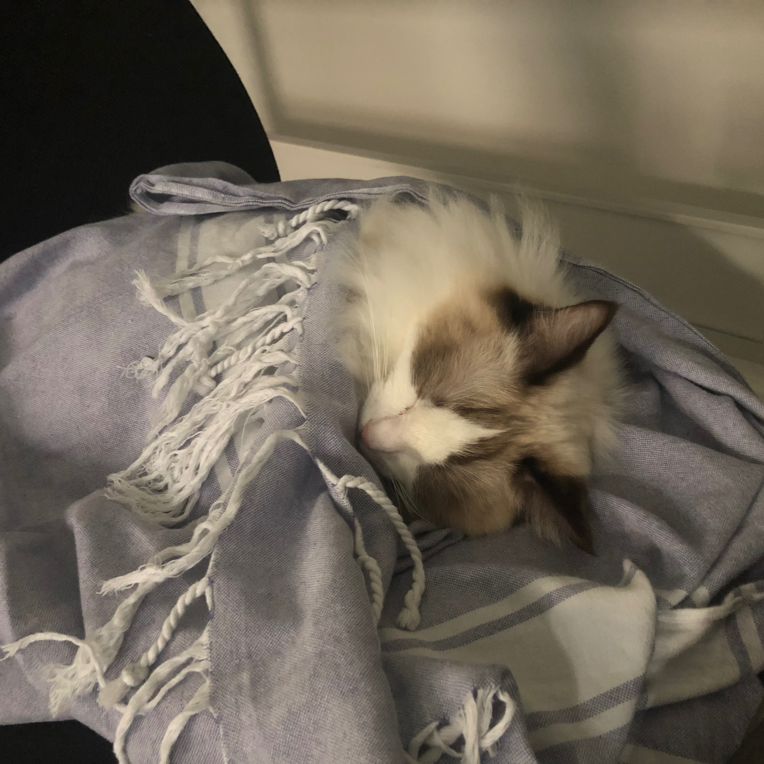 Gizmo