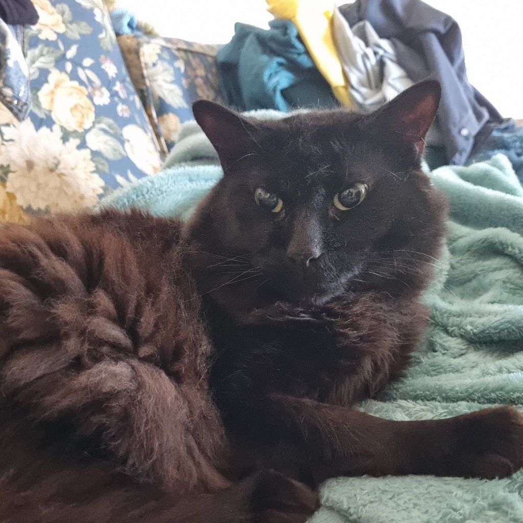 Mr. Midnight 💙