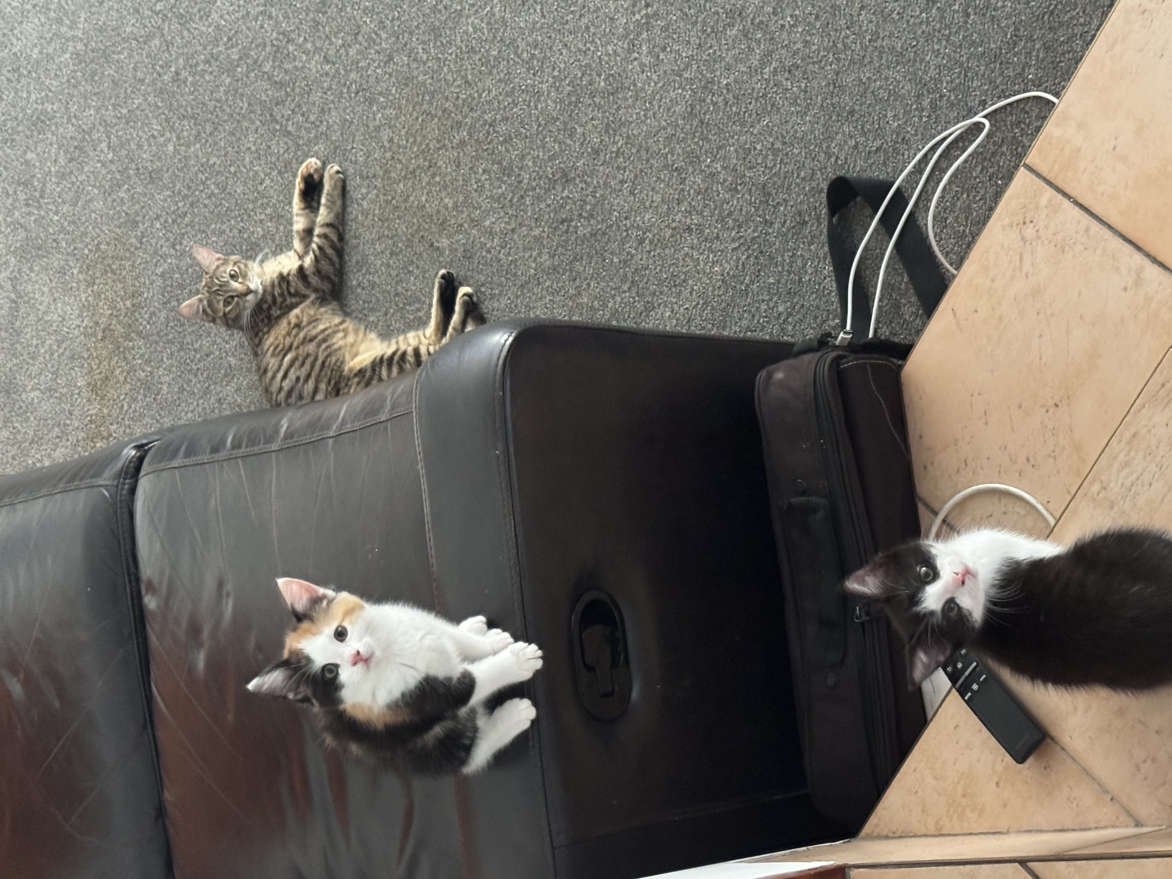 image-7