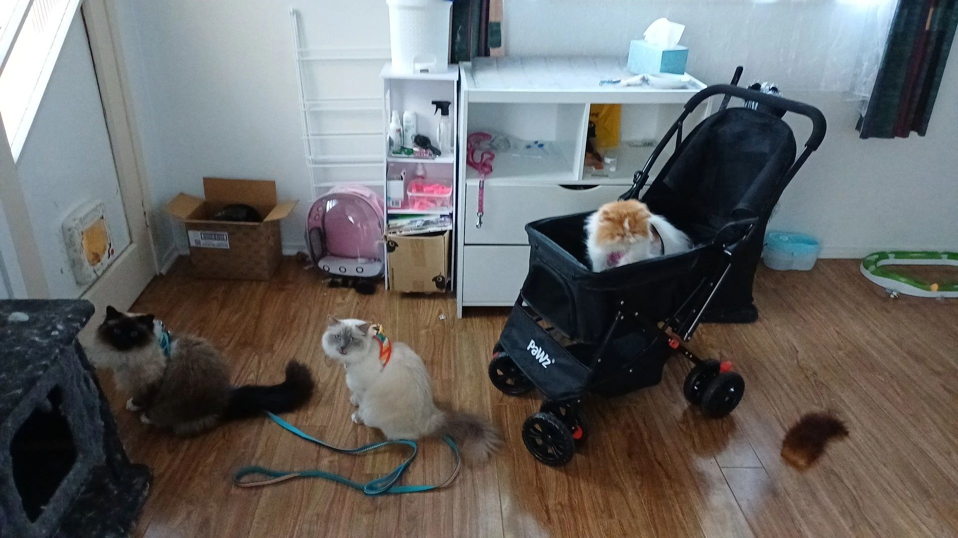 image-7