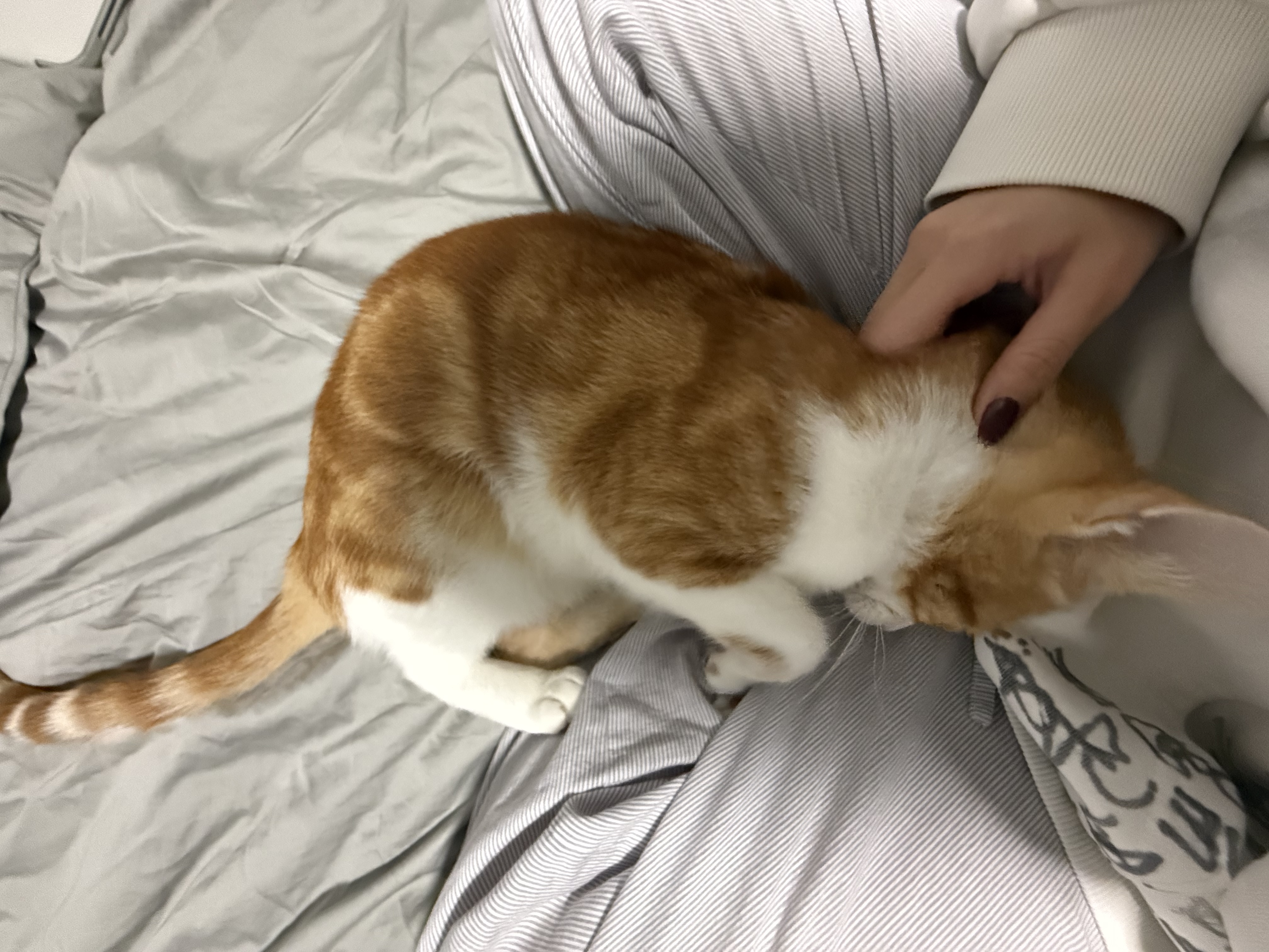 image-10
