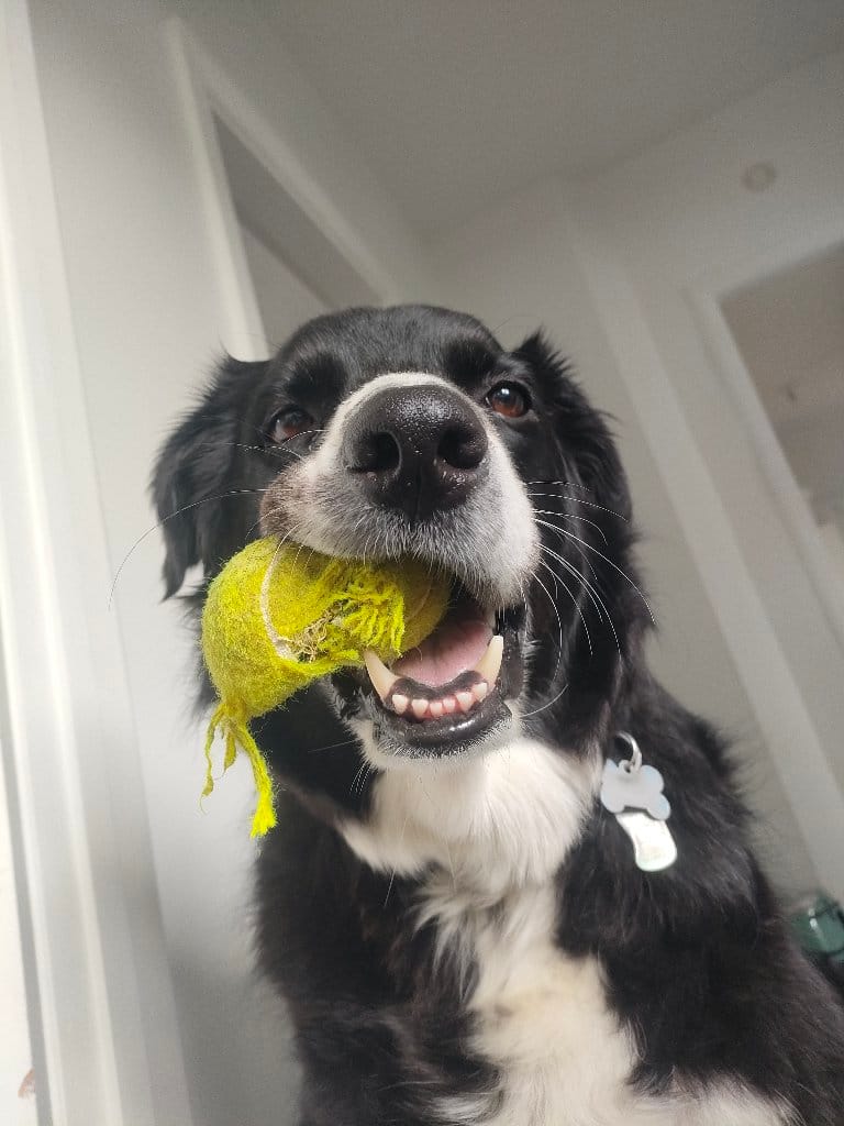 Cooper