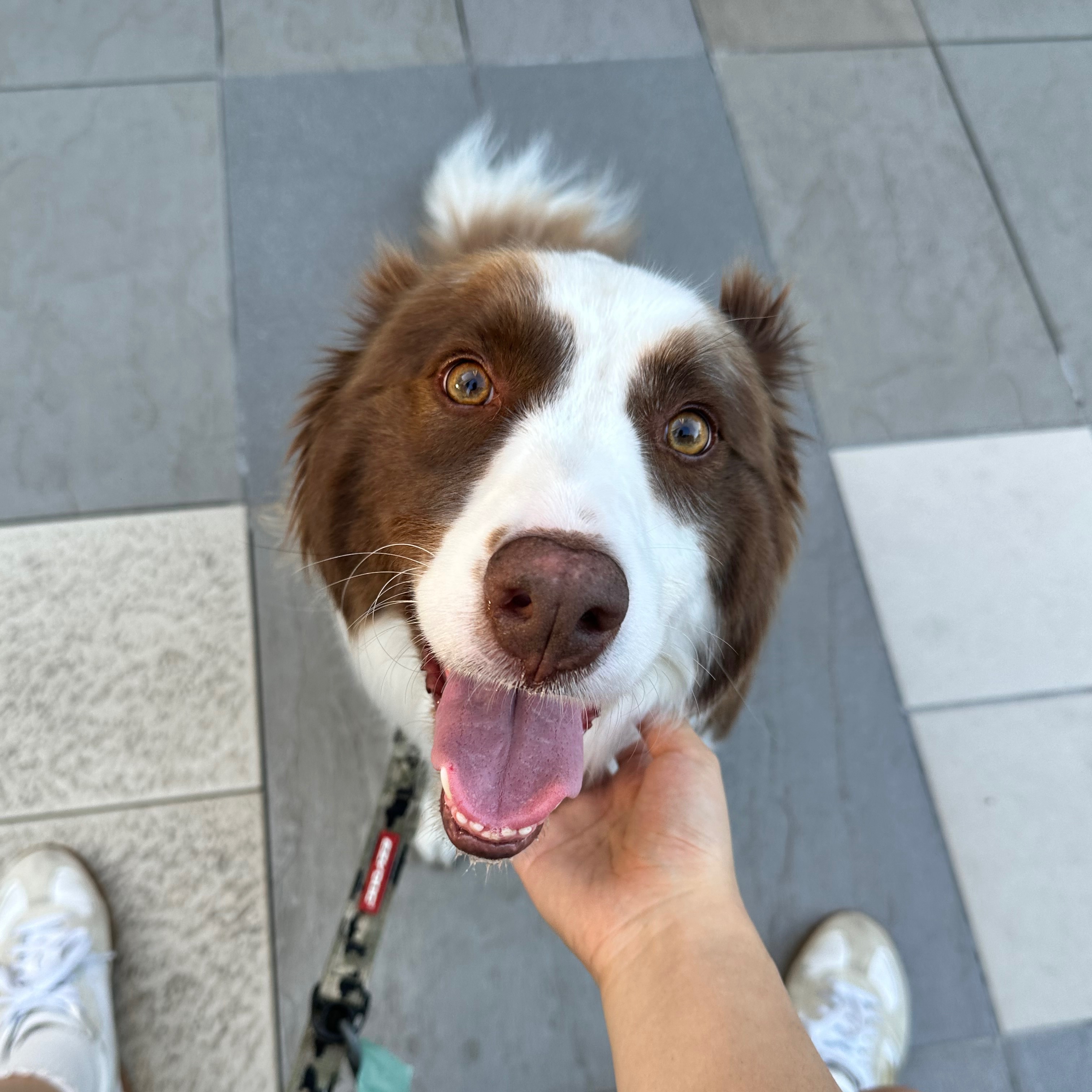 Cooper