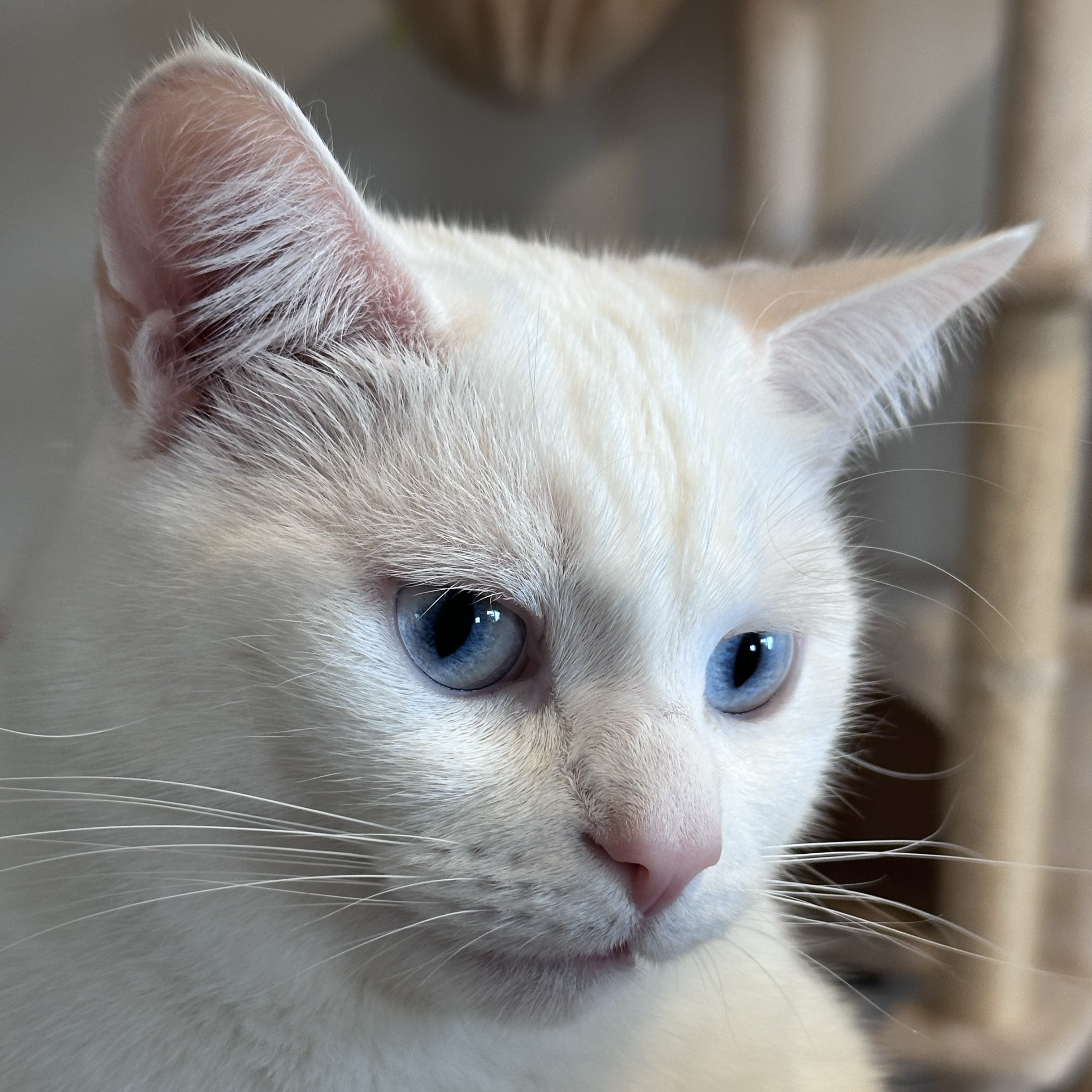 Casper
