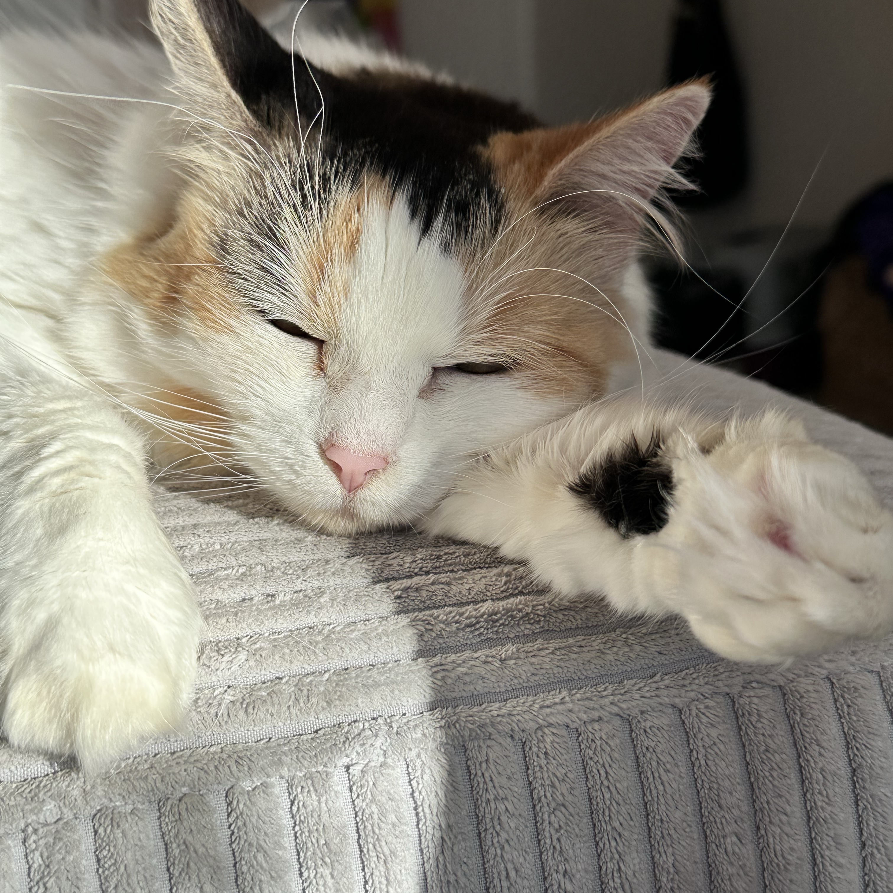 Willow