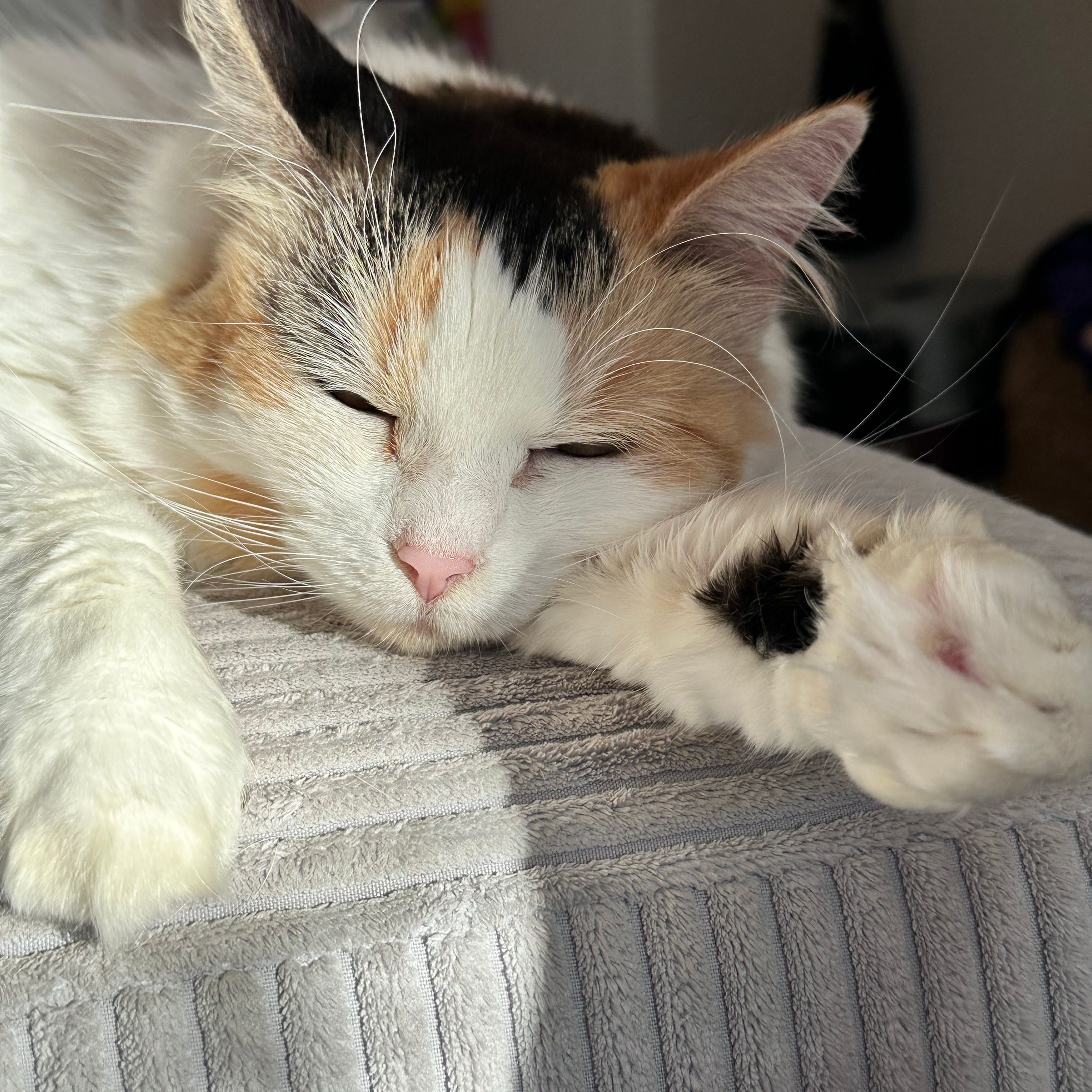 Willow