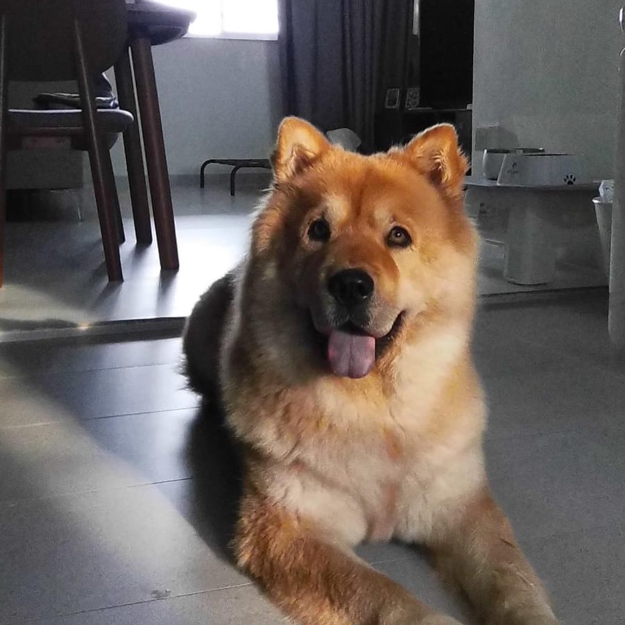 Biscuit