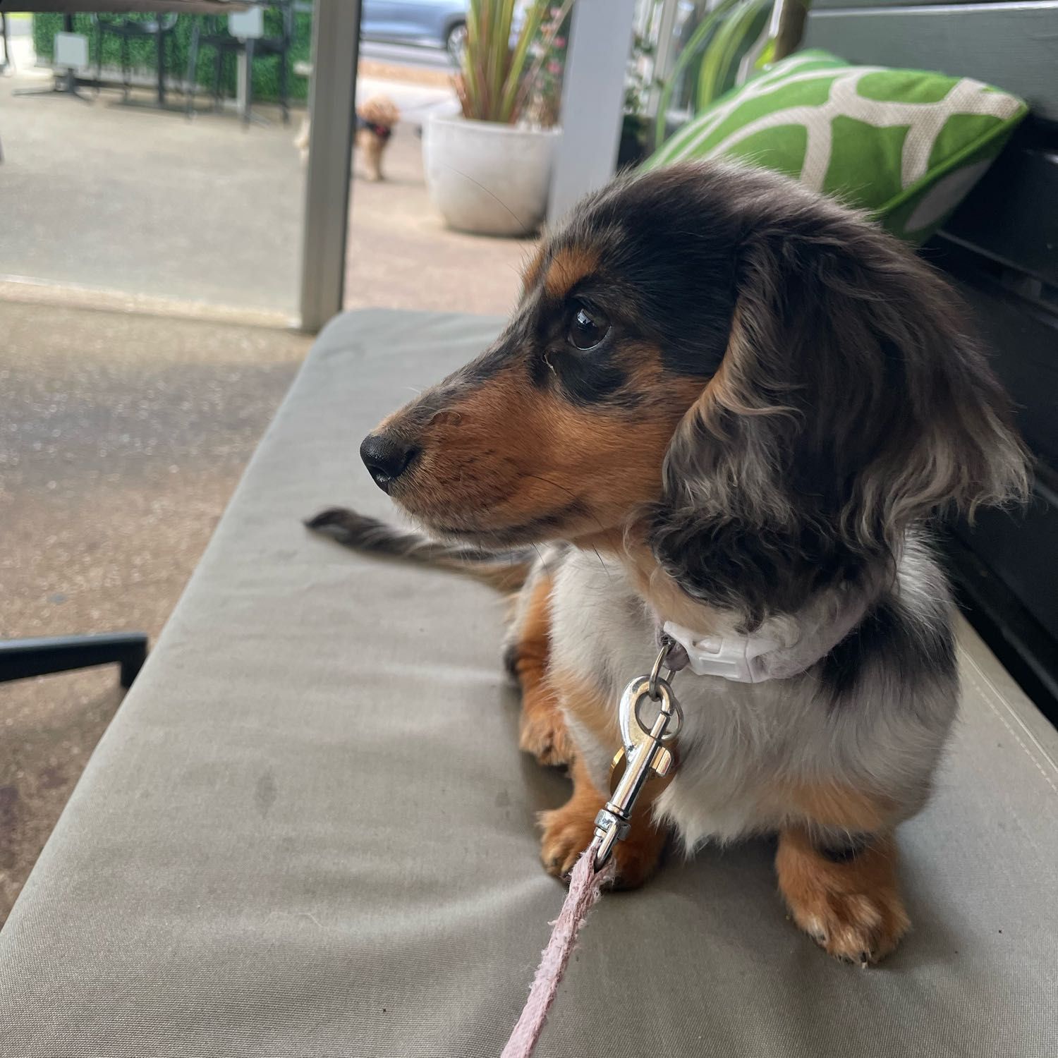 Stella