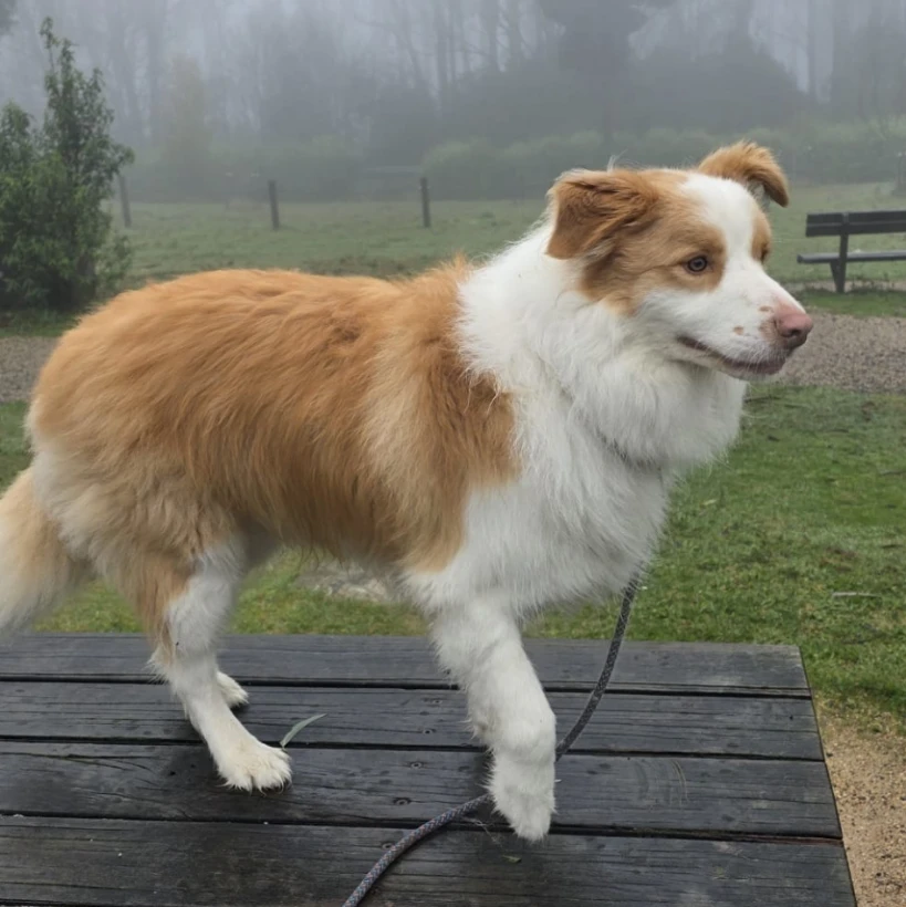 Cooper
