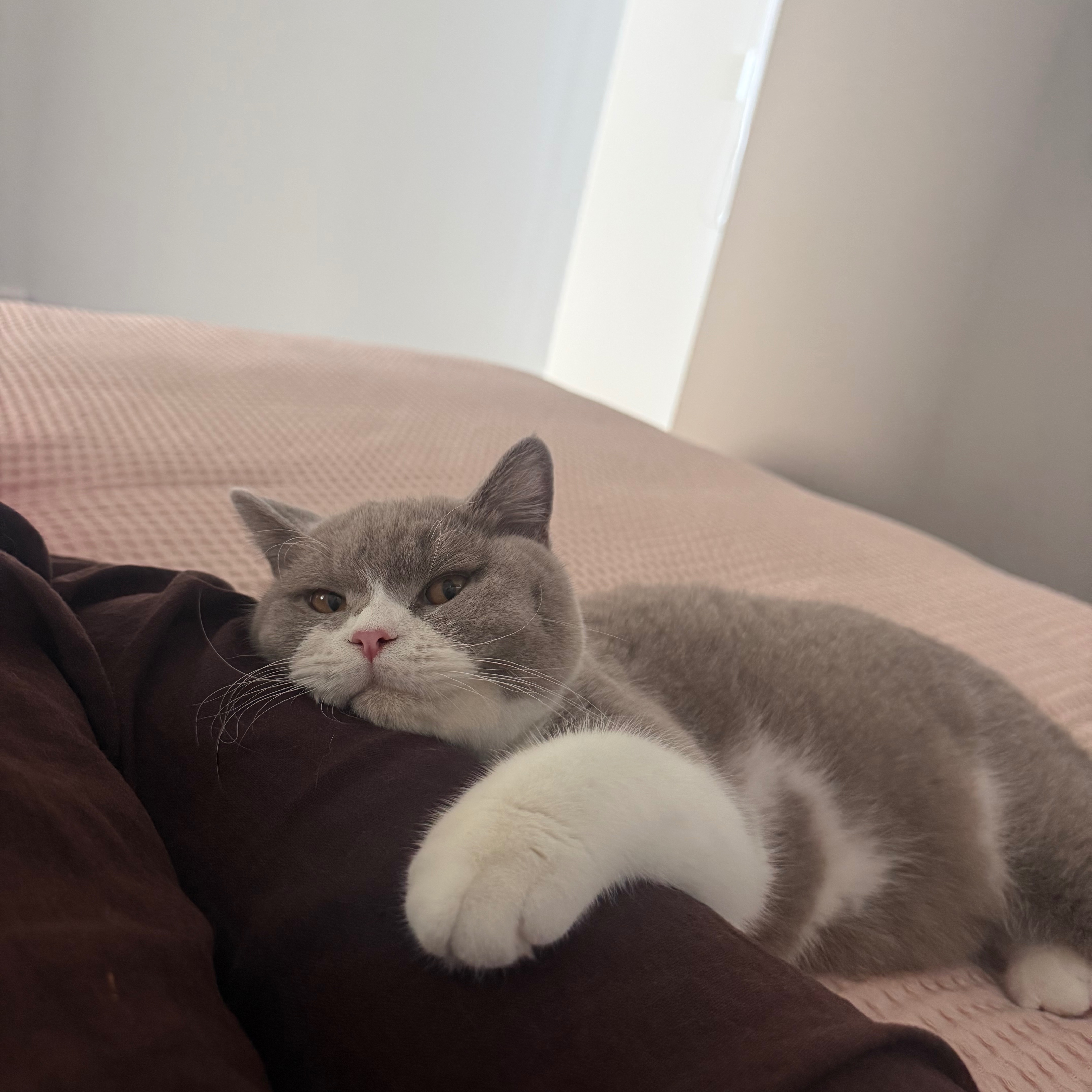 Louie