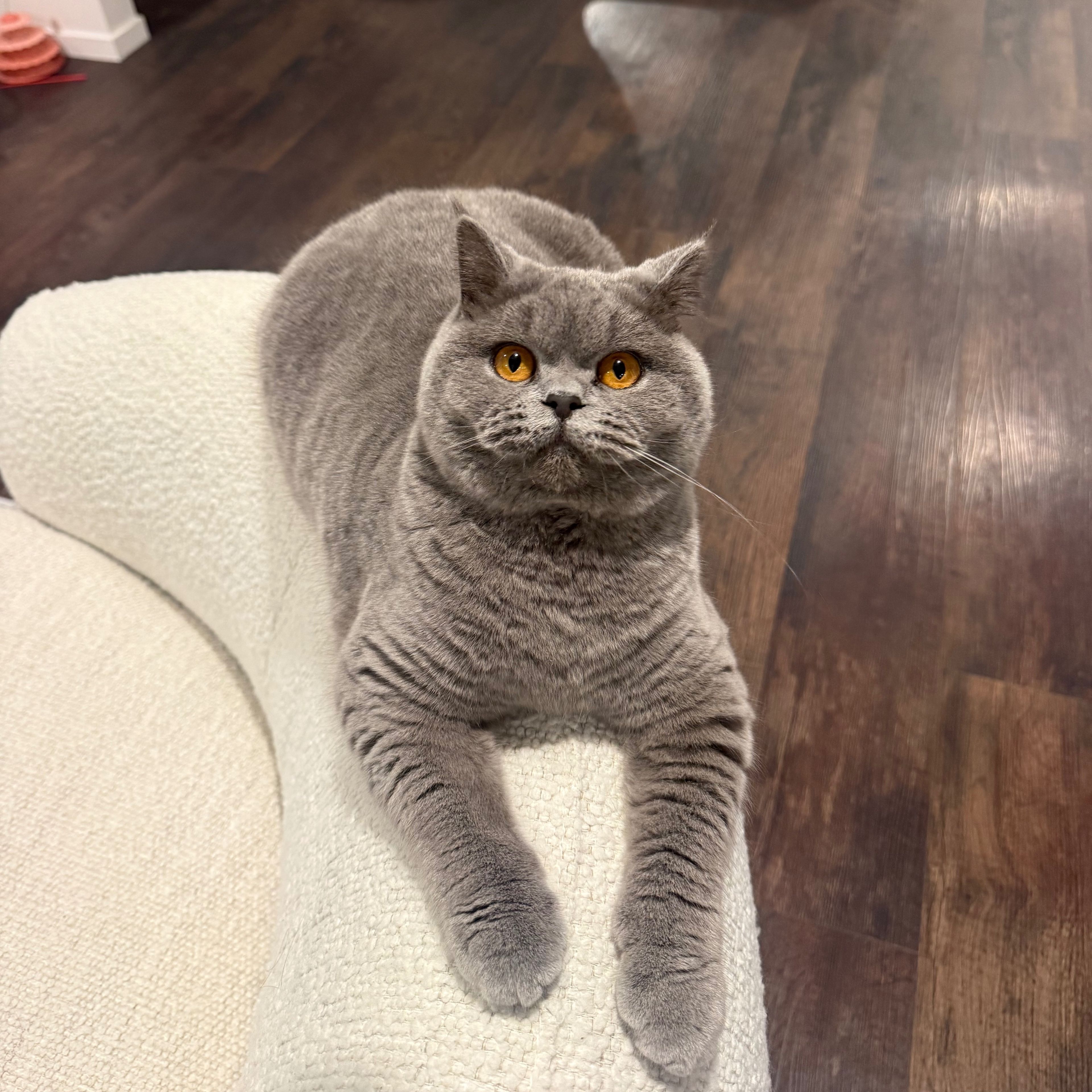 Gigi