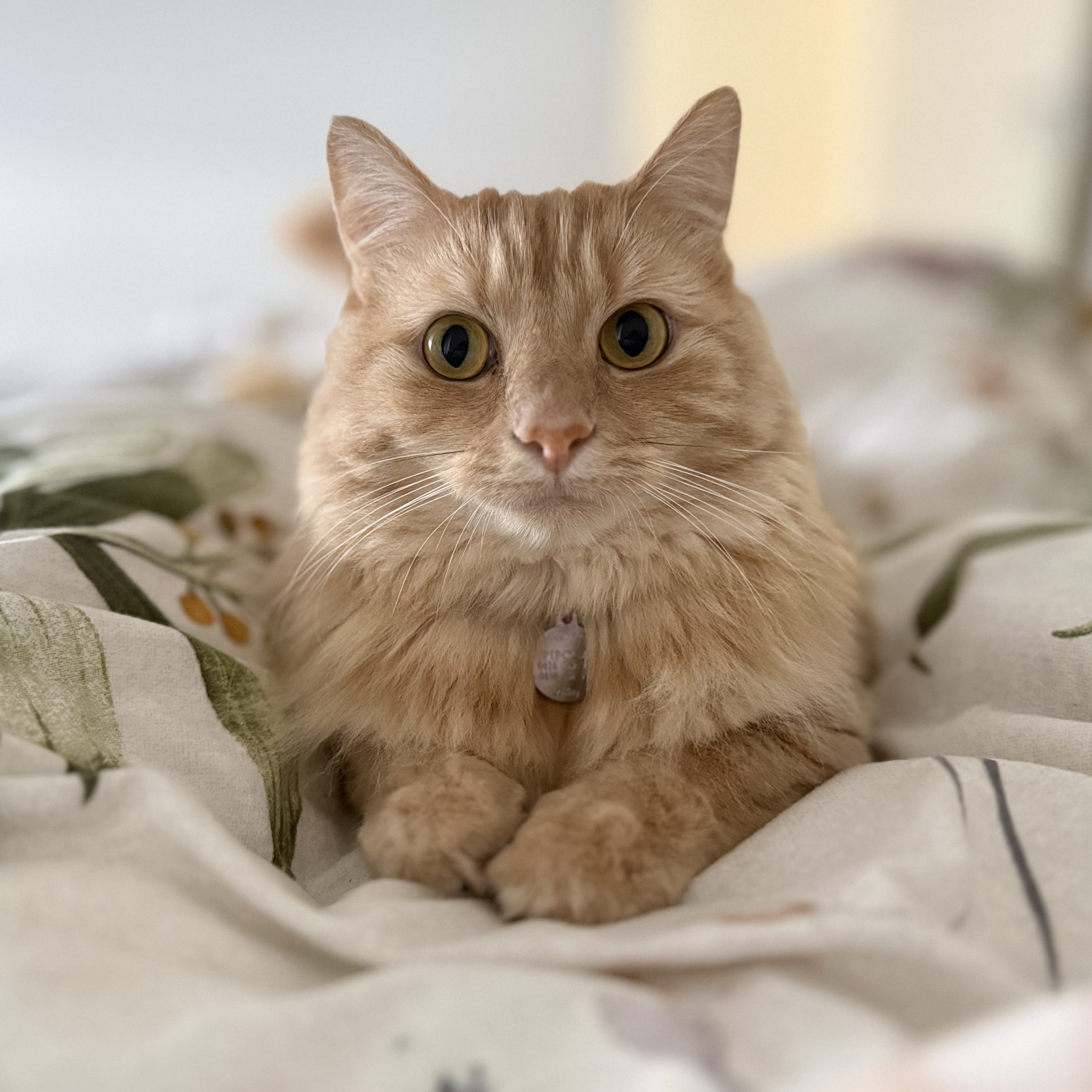 Pipoca 